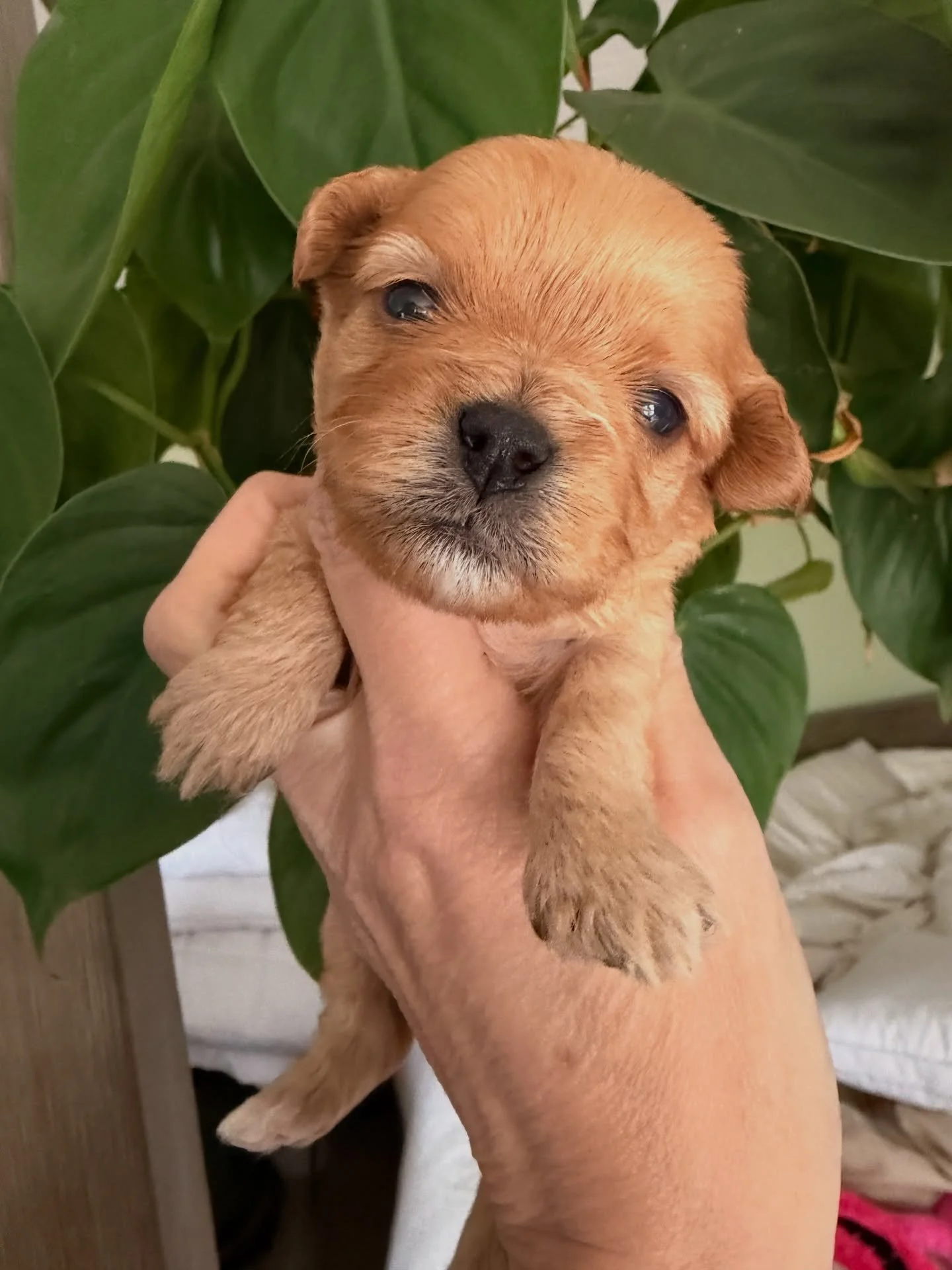 Arrow still waiting to be aimed by Cupid to her forever love. Cavamaltipoo female.