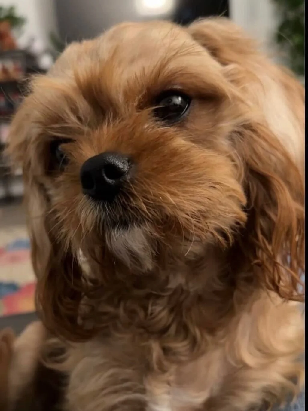 Fergie, a very special CK baby who is loved so much but will have a short life due to a serious heart condition. Thank you Mickie for the share. 💖