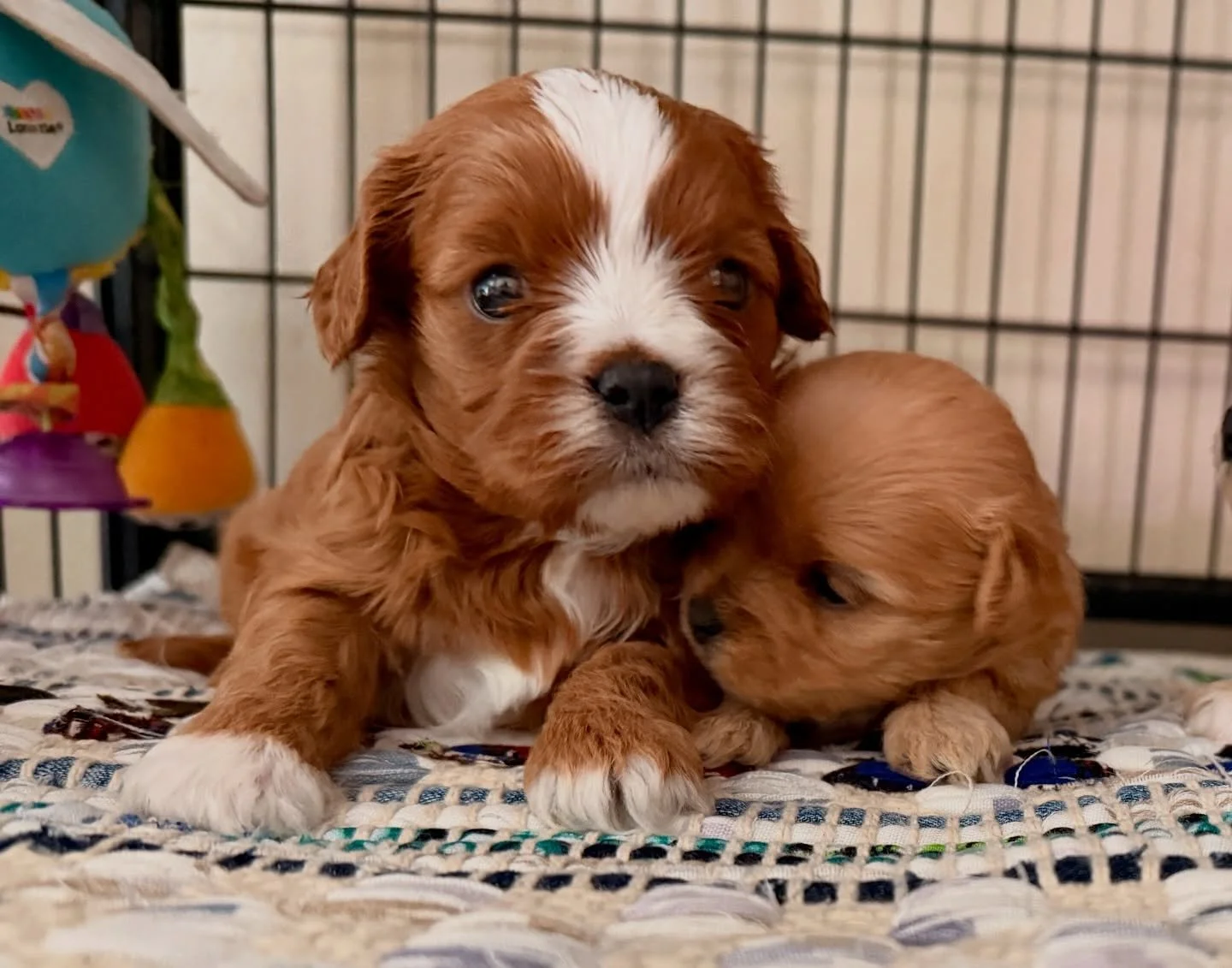 The February 15 cavamaltipoo litter. Cupid the boy quickly found his forever love. Arrow and Heartley are ladies in waiting, hoping love finds them.