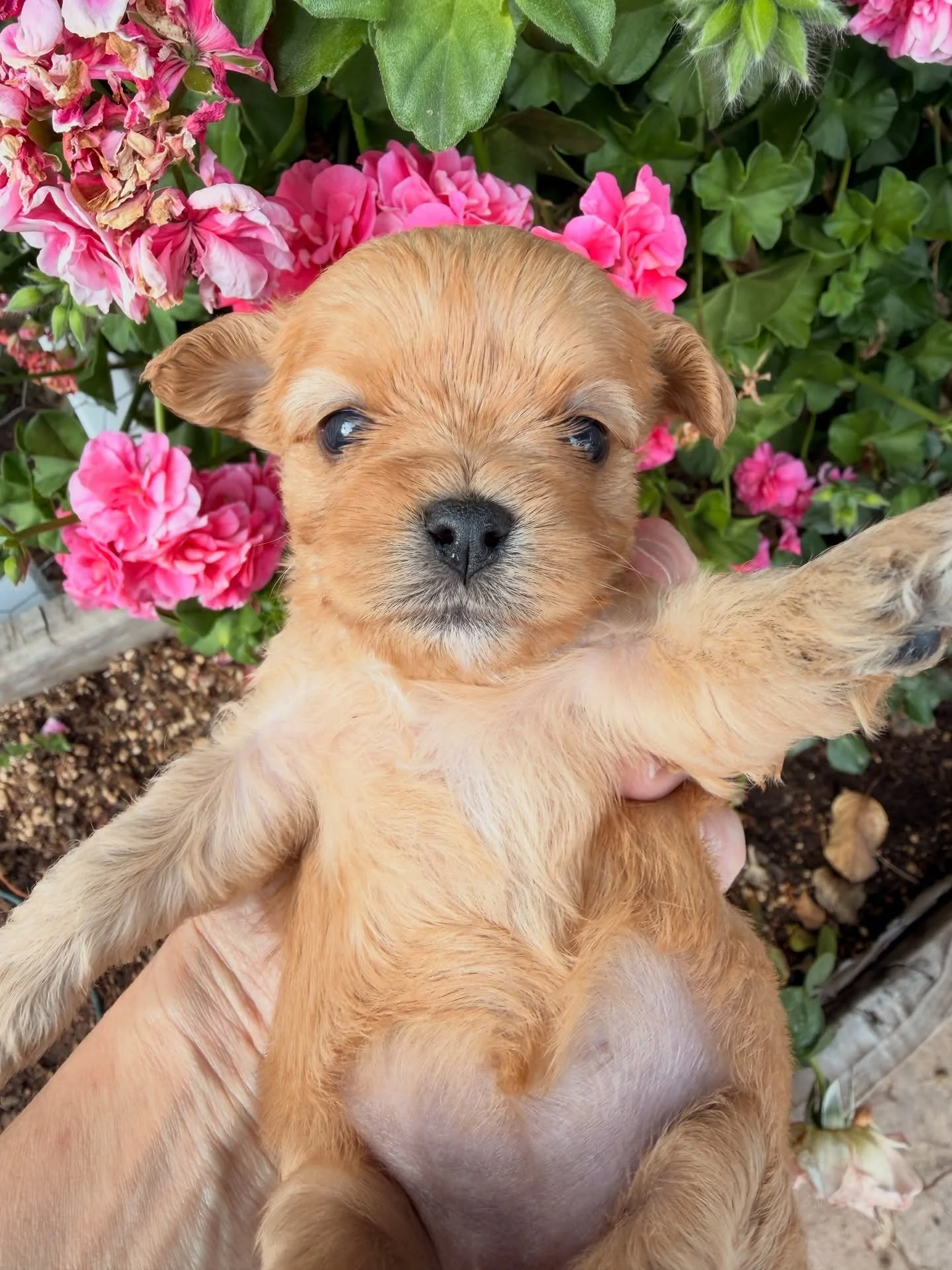 Arrow, small cavamaltipoo girl