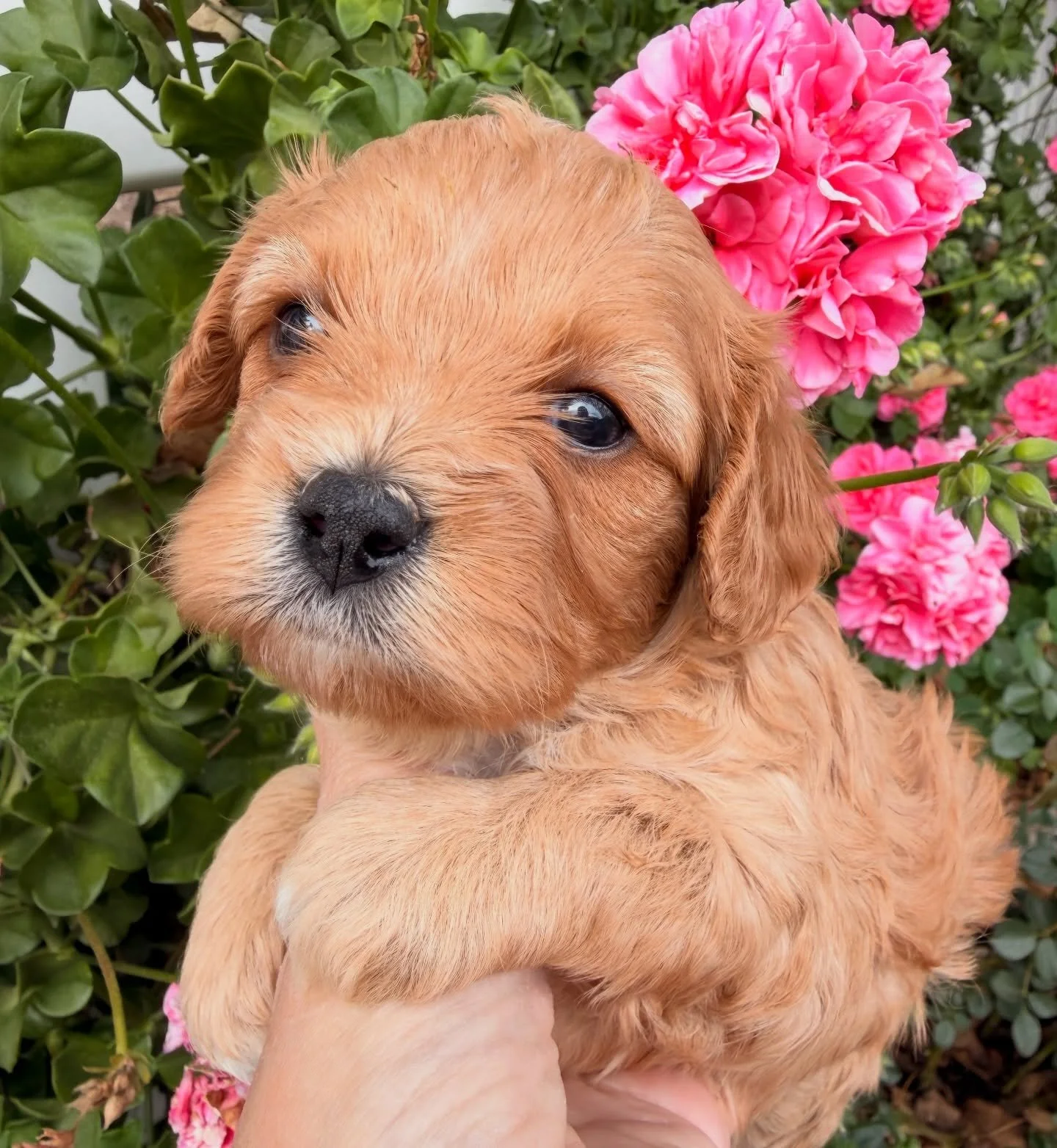 Heartley. Larger cavamaltipoo girl.