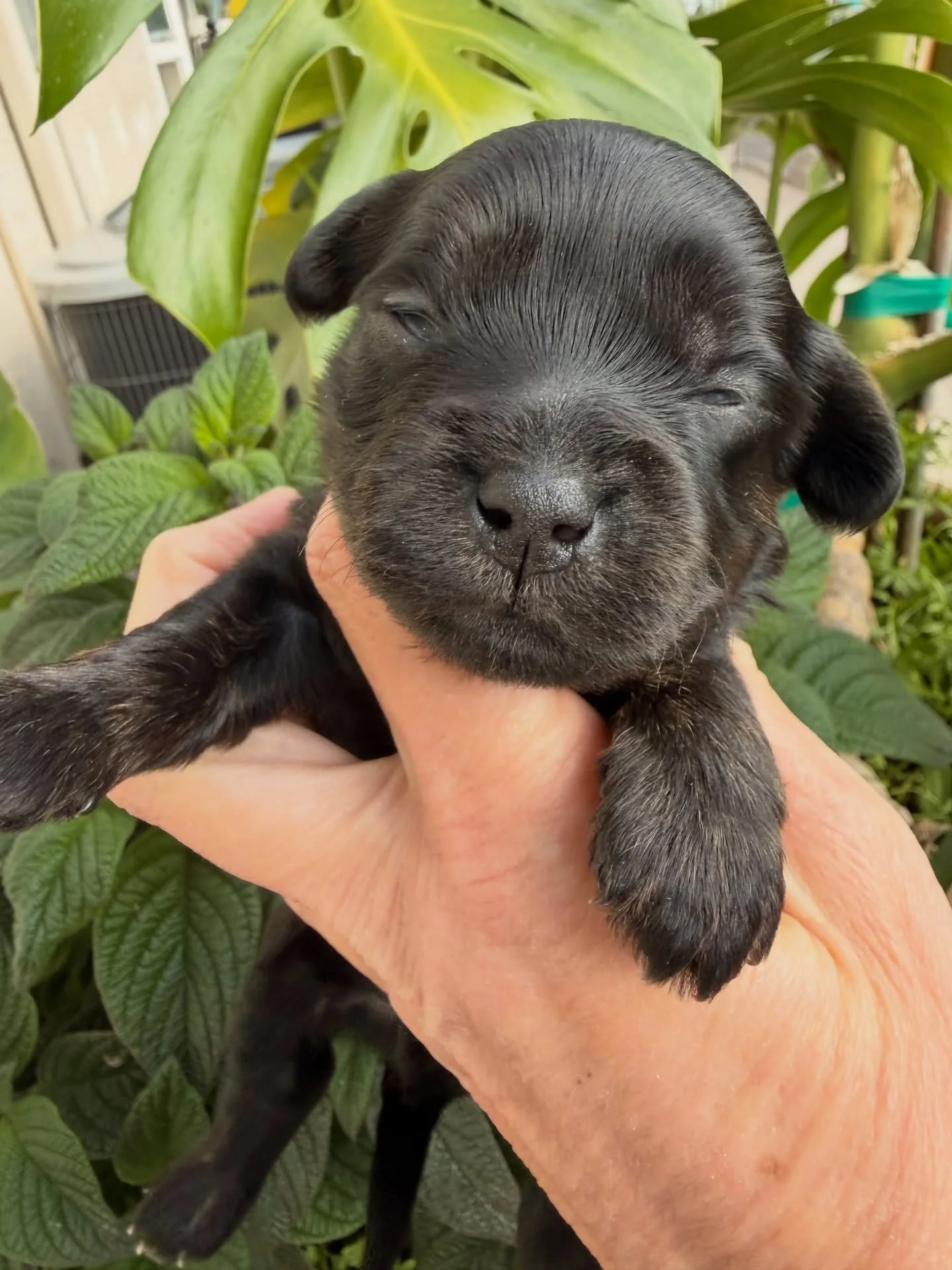 Cruz, cavamaltipoo boy. He looks solid black to the eye, but to the camera and in the sun he is black/tan. 💖