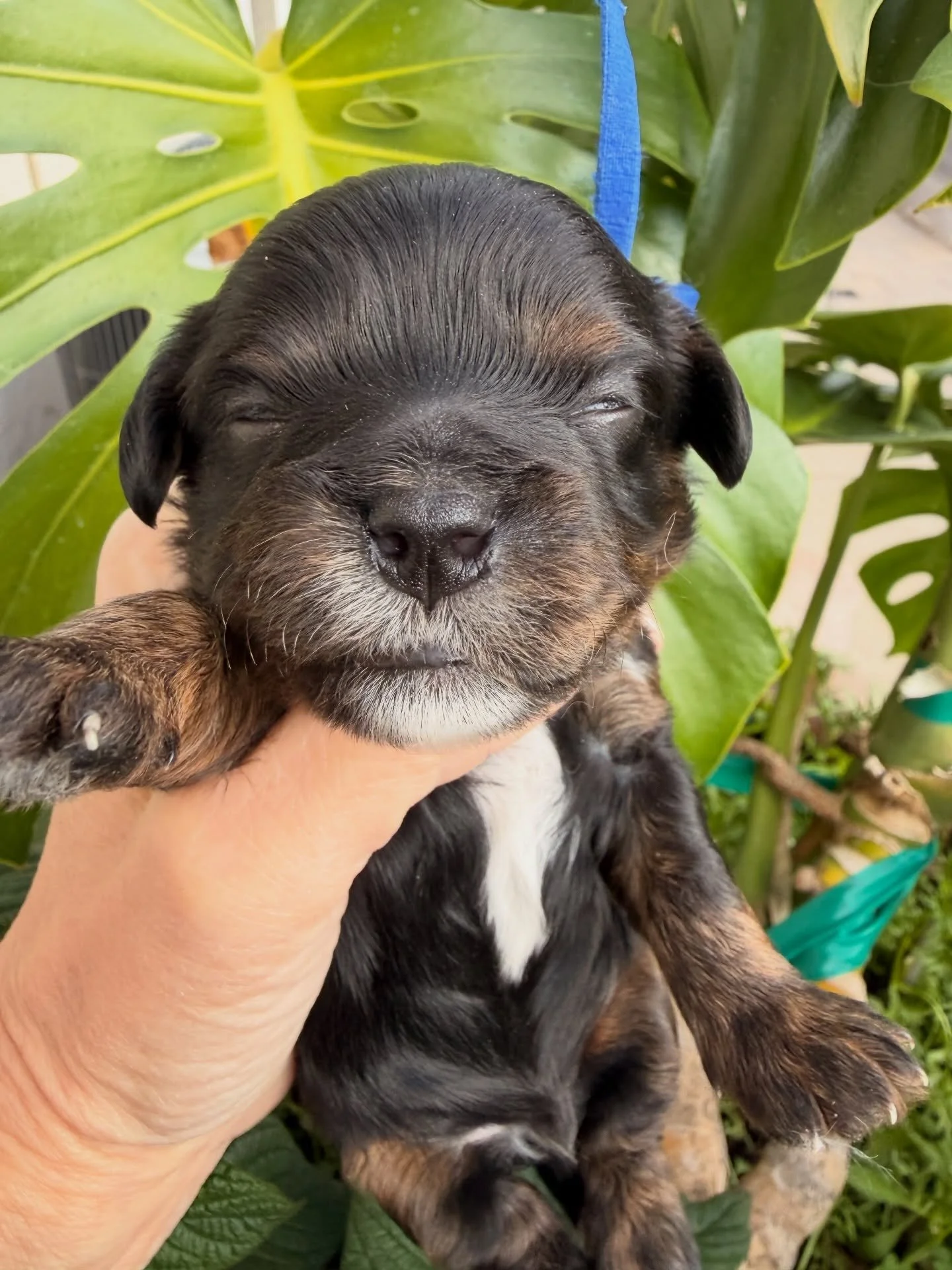 Chase, eyes are just opening so he looks a little freaky. Cavamaltipoo boy.