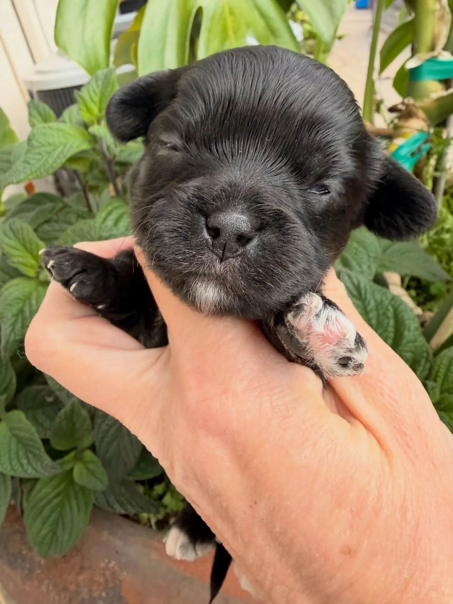 Sway, sweet calm cavamaltipoo girl. 3 white paws and bib.
