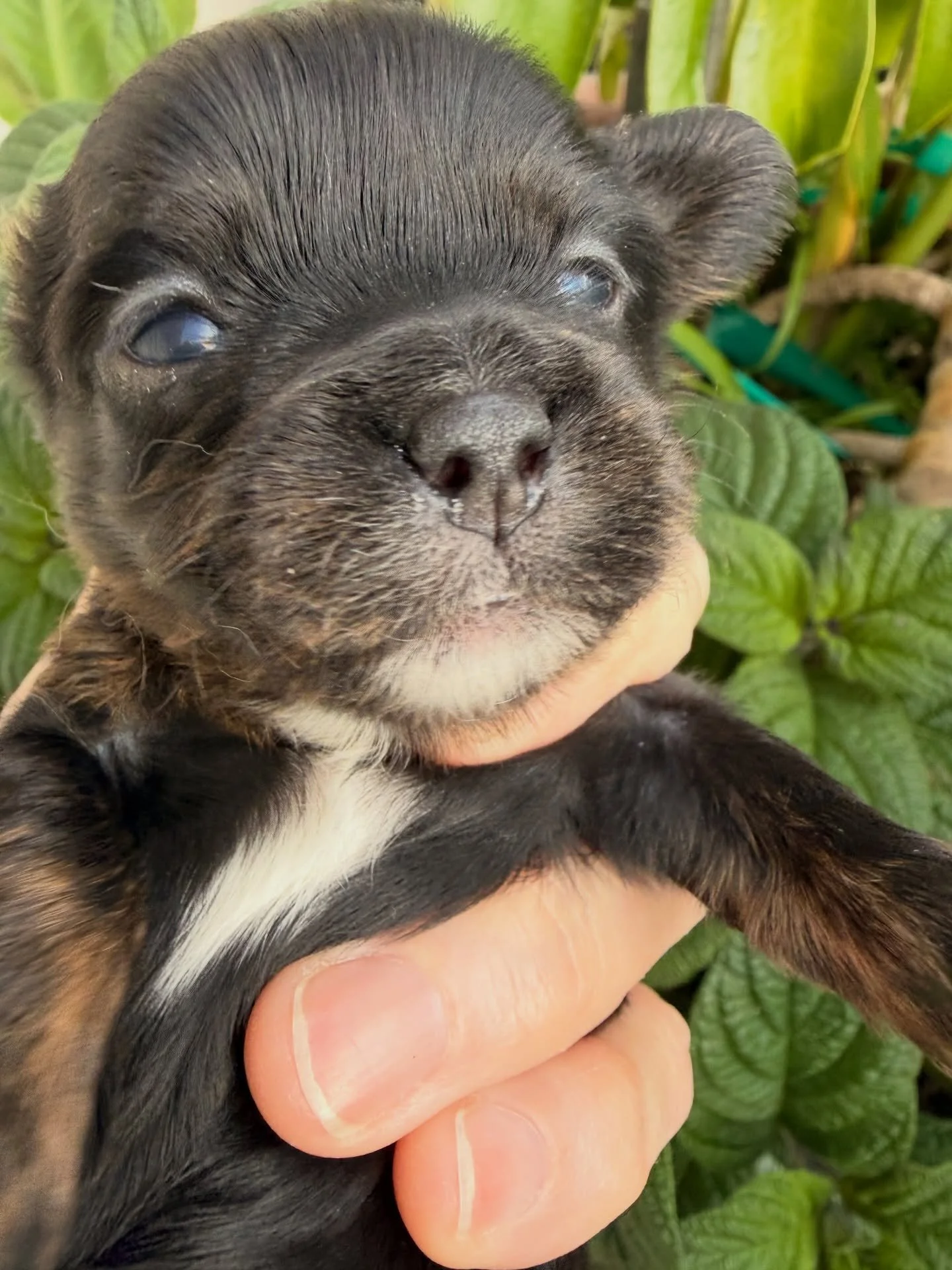 Dash, beautiful girl with both back paws white. Cavamaltipoo.