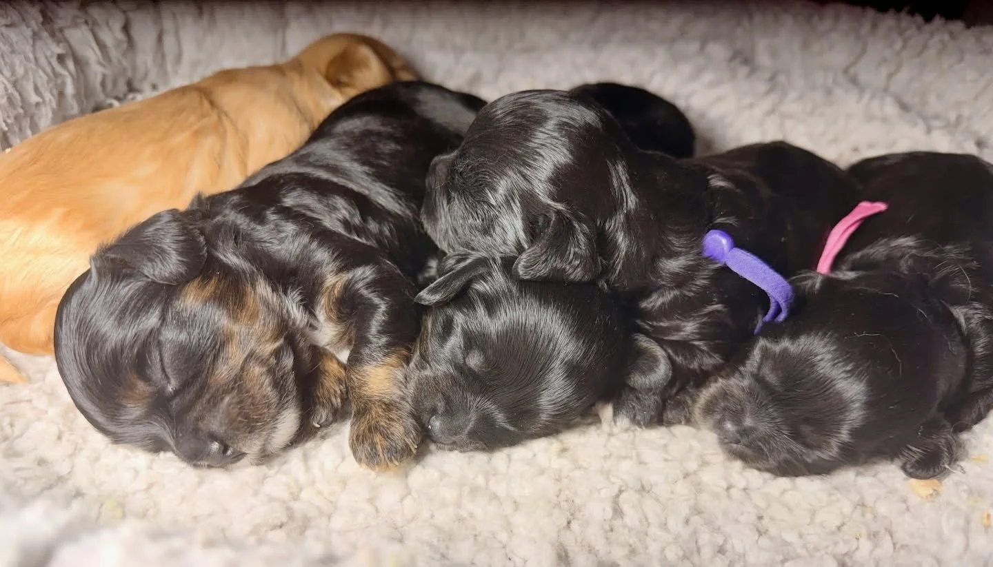 Boys: chase and Cruz; Girls: Blaise, Dash and Sway