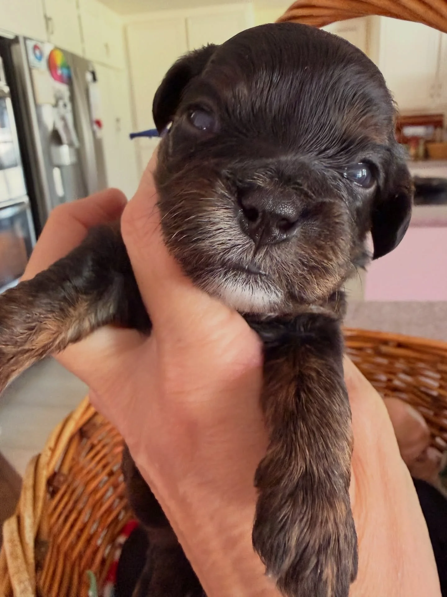 Some of Carmen&rsquo;s cavamaltipoos: boy Chase (blue), girl Dash (pink), girl Blaise (pale)