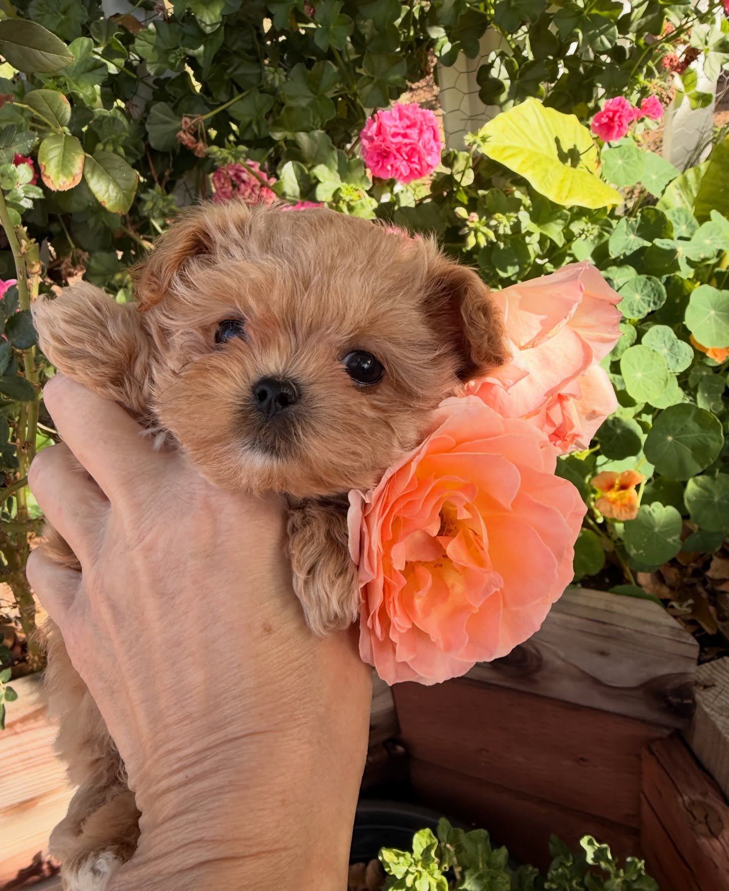 Olive in the garden. 💖