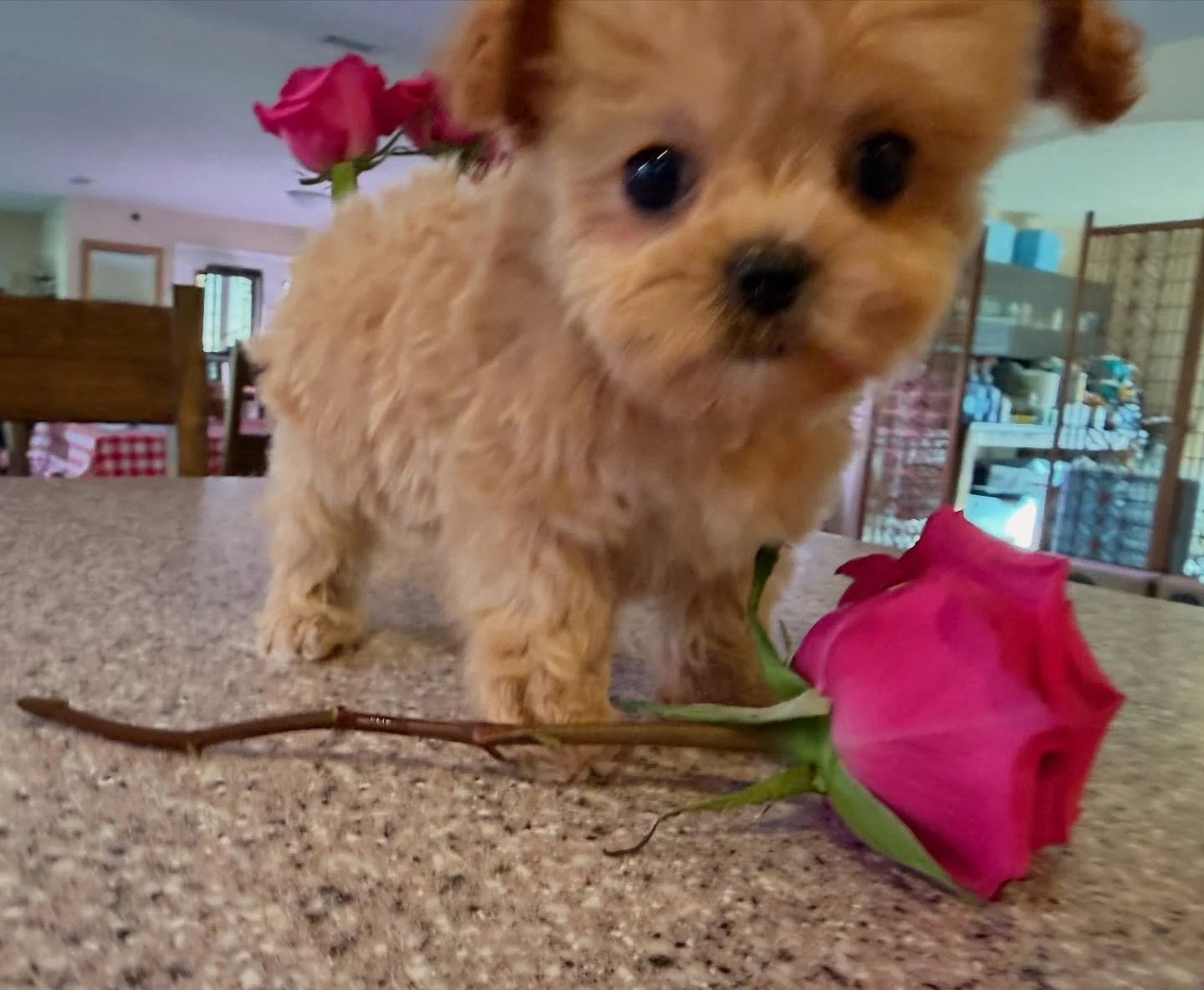 Olive, sooooo cute! 🫒