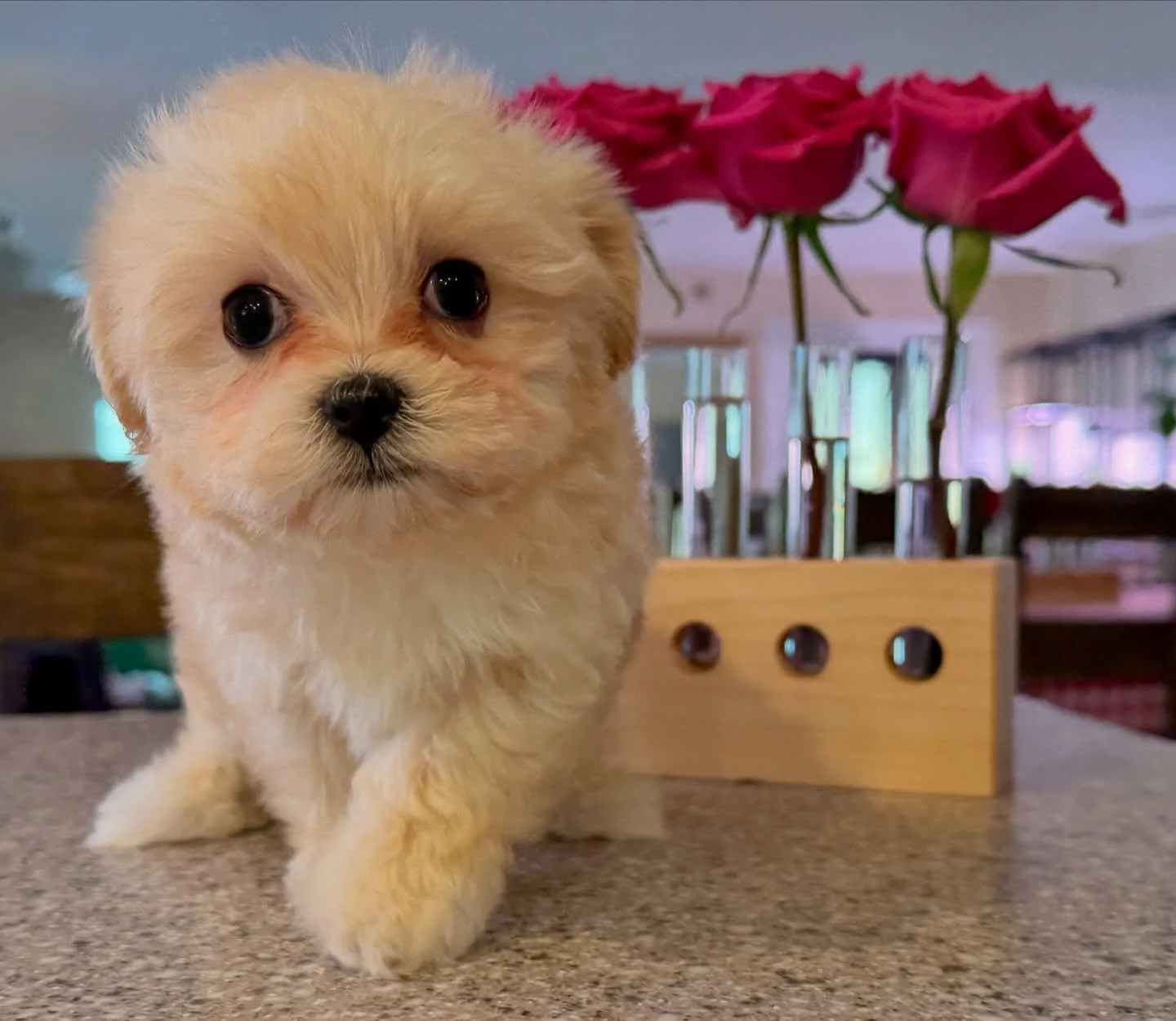 Martini. Getting ready for our big car ride to the vet&rsquo;s. Checkup day!