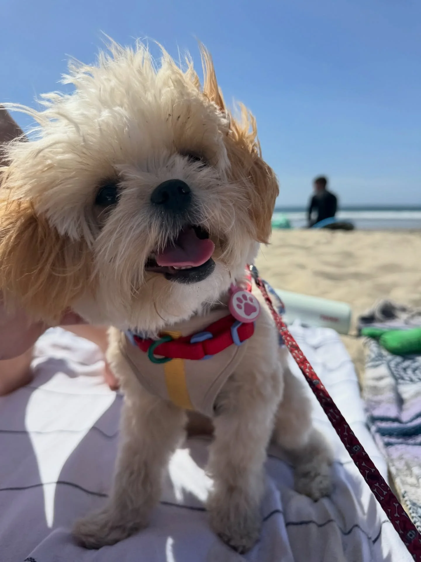 Suki, the puppy formerly known as Micaela from Carmen is gorgeous!!!! Thank you, Caroline, for the send-in. 💖 Carmen&rsquo;s current girl Blaise will look a lot like Suki.