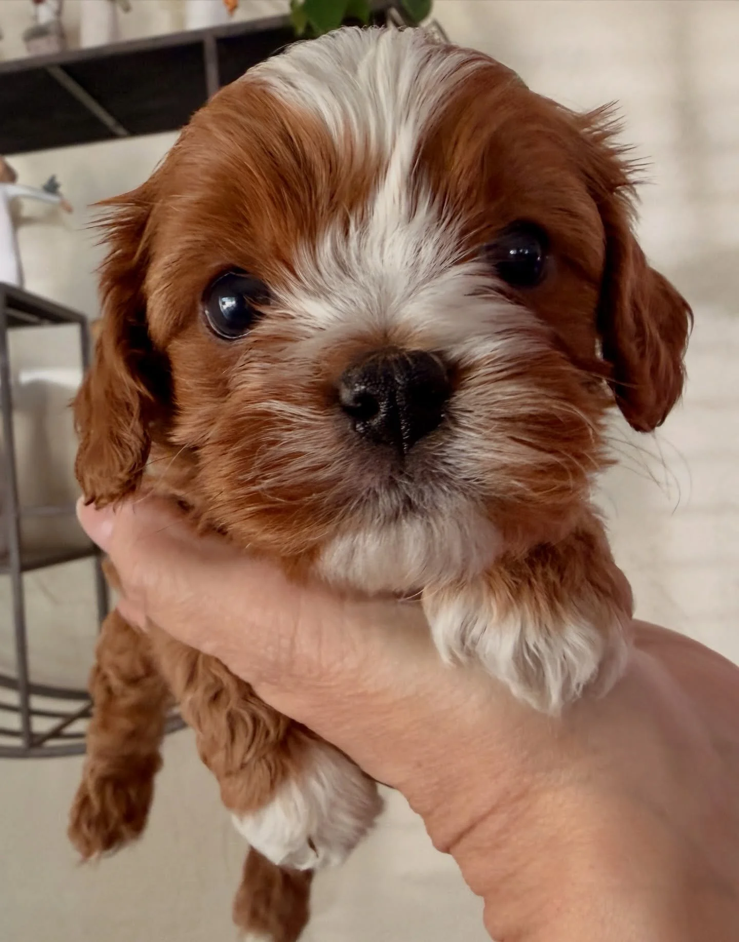 Cupid. Male cavamaltipoo from Carmen. Not available.