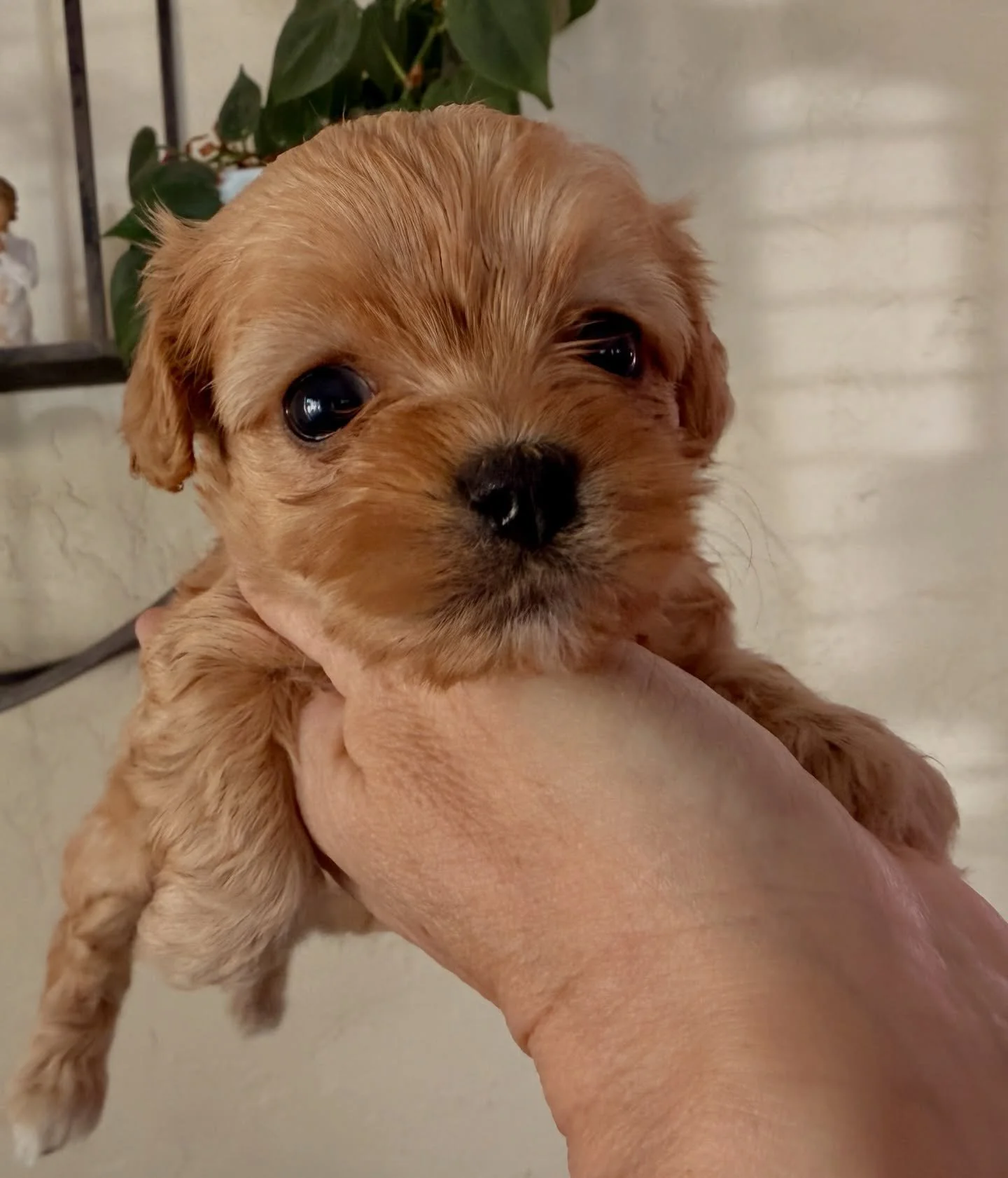 Little Arrow, female cavamaltipoo from Carmen, ready for Spring Break. Typically smallish for our cavamaltipoos, probably 5-8 pounds when fully grown