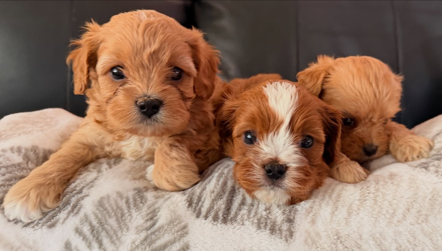 Heartley, Cupid and Arrow. The two girls are on each side of Cupid, still waiting for their loves to choose them! If Spring Break is around April 10-12 these will be the perfect Spring Break puppies!!! A puppy is a way better investment at this point