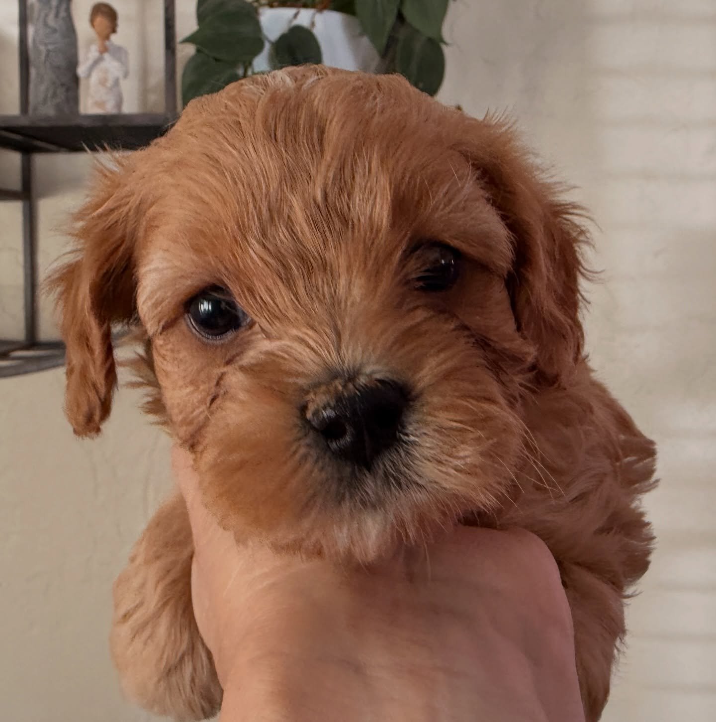 Heartley, female cavamaltipoo from Carmen - ready for Spring Break. Larger than most of our cavamaltipoos have been so more the size of one of our cavapoos most likely.