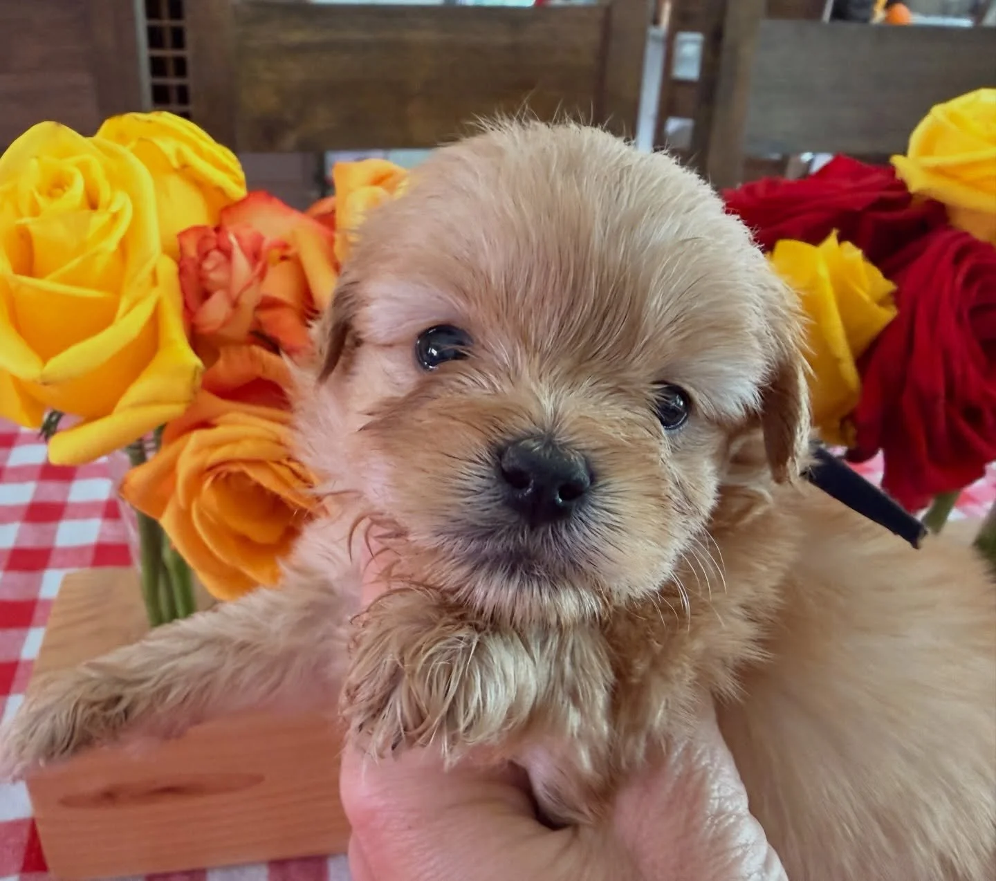 Paddington Bear, small male cavapomapoo. (Pomapoo with a tiny bit of cav).