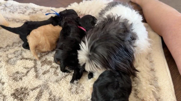 Carmen and her action puppies: Chase and Cruz (boys), Blaise, Dash and Sway (girls). Cavamaltipoos. Their Spring Breakout time will be later in April. Sweet, easygoing adaptable babies. Sizes will be in the 5-9 pound range.