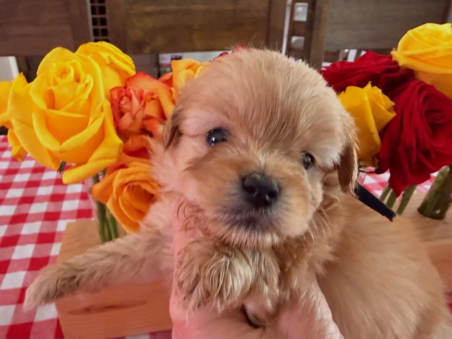 Pomapoos with a little cav. 5 of the 6 are looking to schedule their late April Spring Break trips to your homes. Teddy R (big pale boy, aqua collar), Corduroy (smallest boy, orange), Paddington (small boy, blue), Winnie (girl, red/burgundy), and Hon