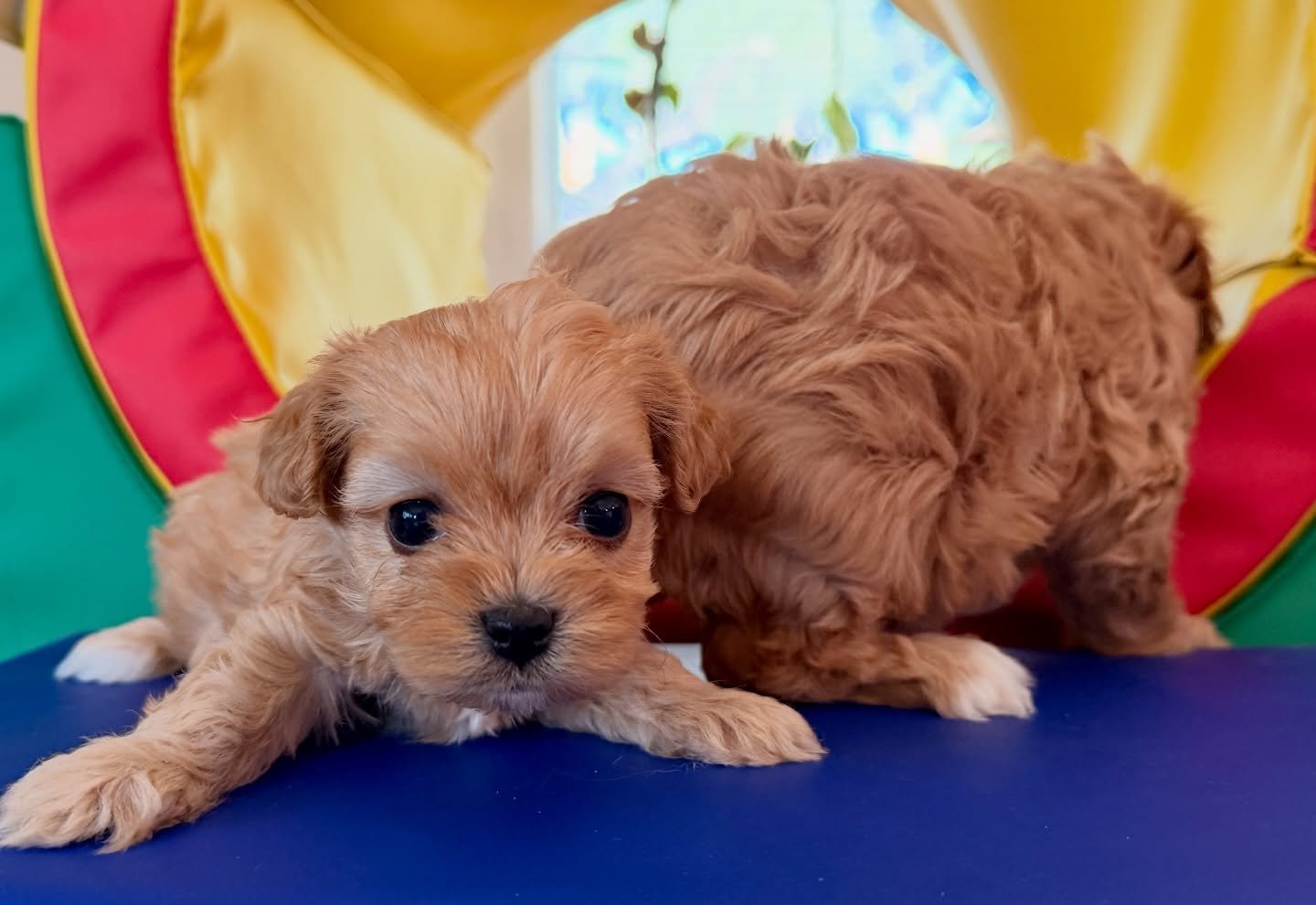 Arrow (small girl) and Heartley (big girl) are the February 15 litter from Tabitha. Cavamaltipoos. Ready to head out for their Spring Breakout April 11-12.