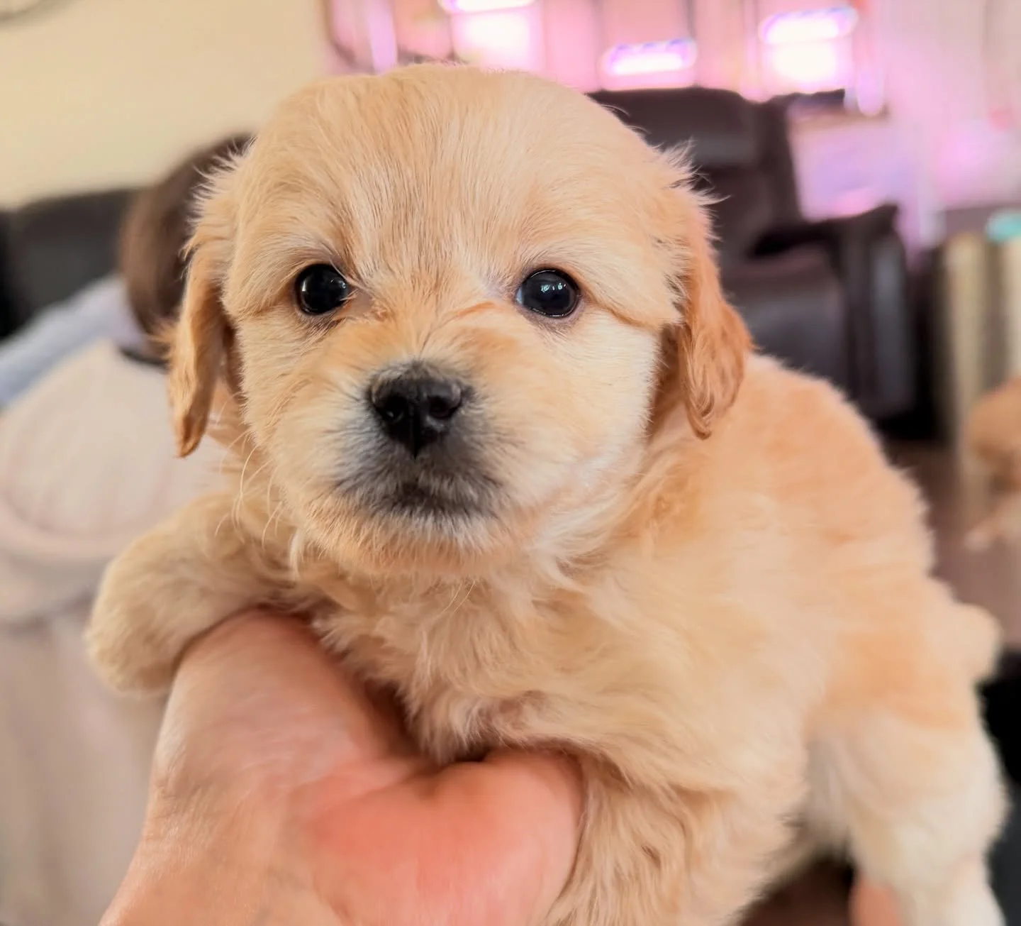 Teddy Ruxpin is a dream dog!! Suuuuper chill. Easy going. Loves being held on his back like a baby in my arms. His fur is extra plushie. He&rsquo;ll make an excellent therapy dog! Waiting to be chosen.
