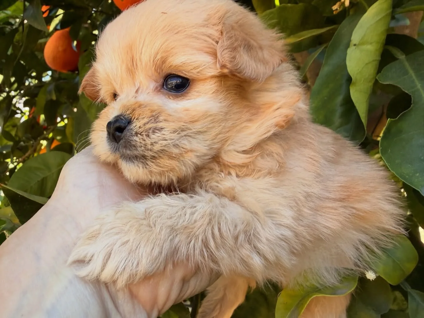 Corduroy again, the smallest of the Teddy Bears, likely to be around 7-9 pounds fully grown.  Super adorable boy. Playful and confident.