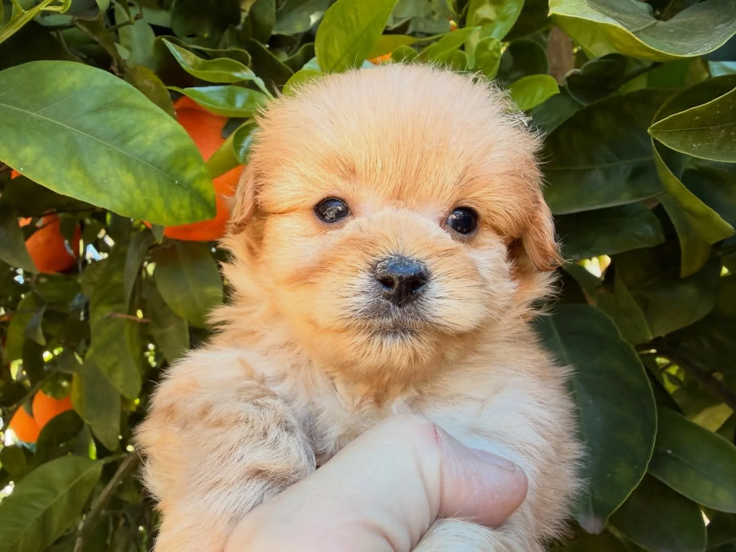 Paddington again. Also adorable and fairly small. Will probably stay under 10 pounds by a bit. Goes along and gets along.