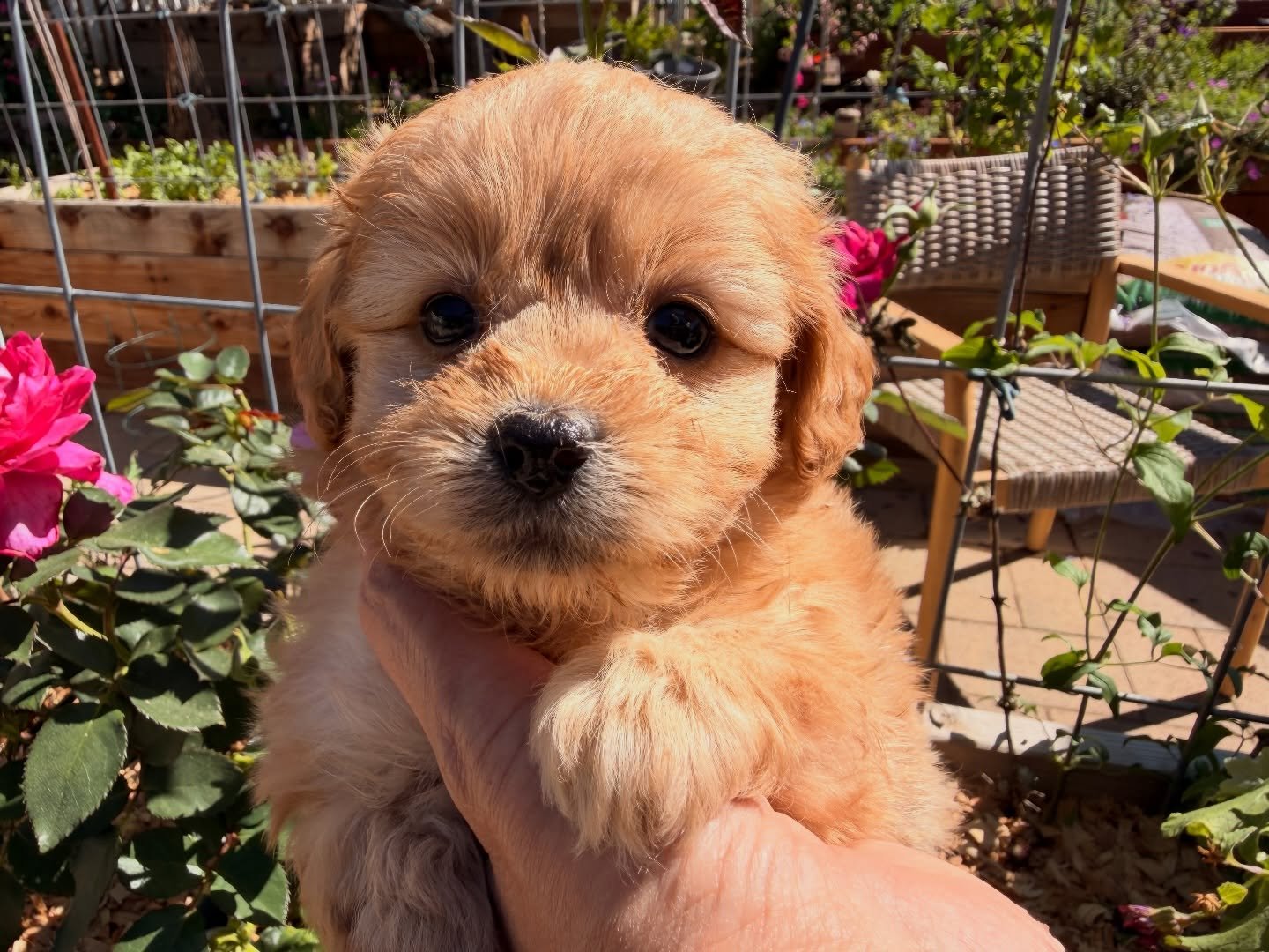 Winnie - hysterical antics! She is confident and capable. Explores without hesitation. She initiated climbing up the stairs and going down the slide on her own.  She approached new people without hesitation. Just a fun gir!