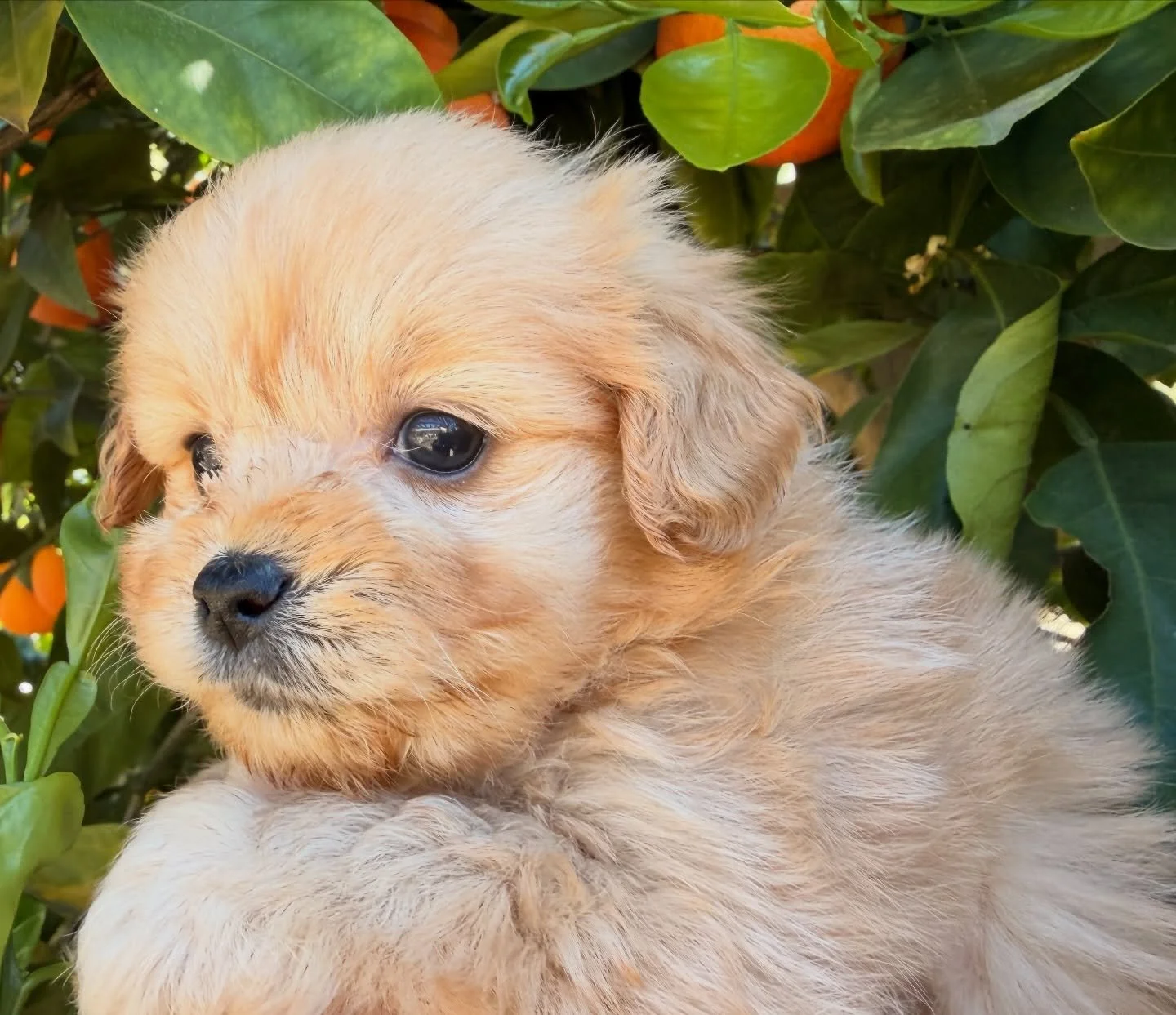 Honey was almost chosen today - she made herself adorable for the family who came to choose their puppy today. Beloved little girl&hellip; waiting for her love to choose her.