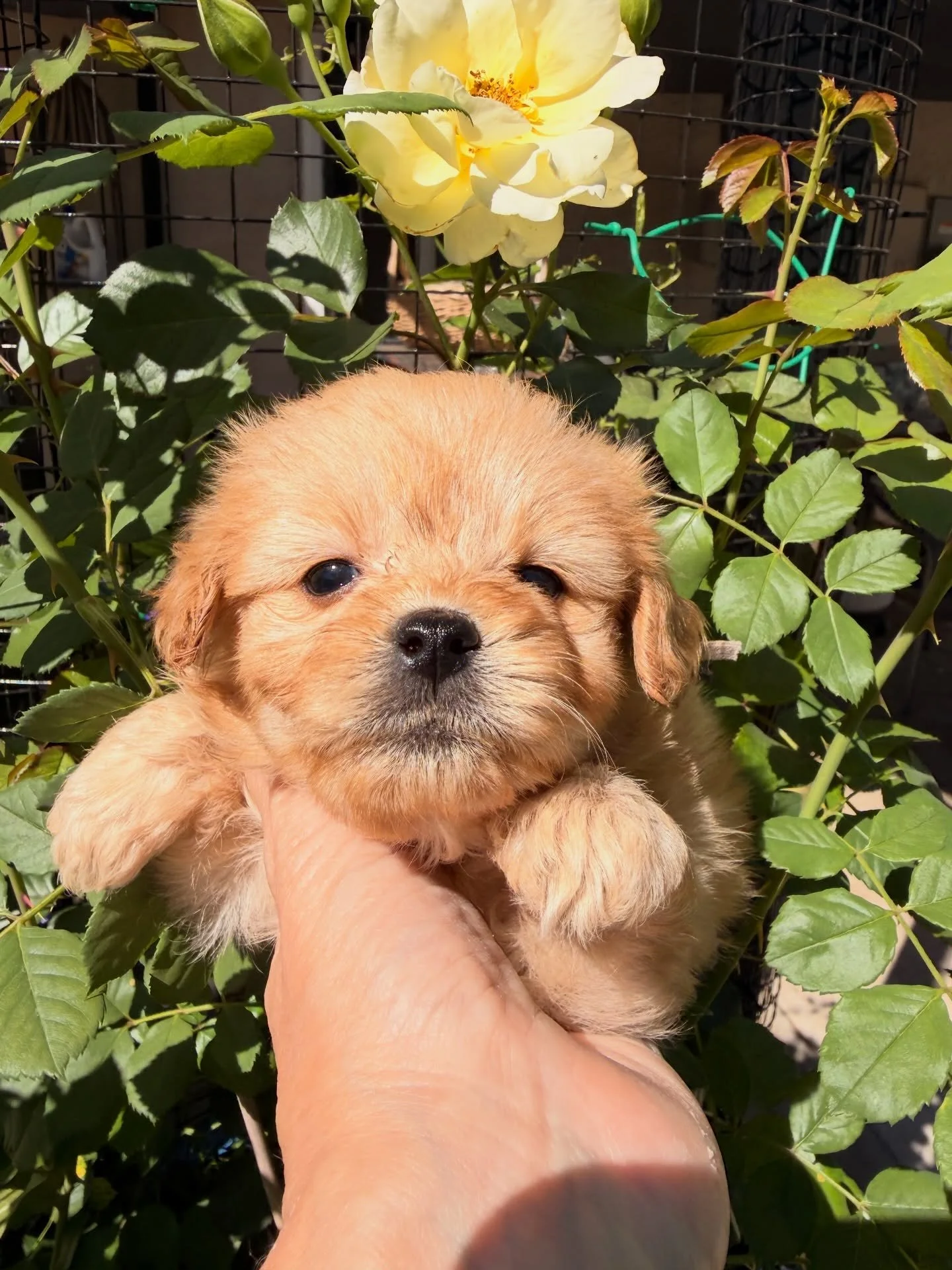 Honey - just a sweet sweet girl. Made the dad fall in love with her today.