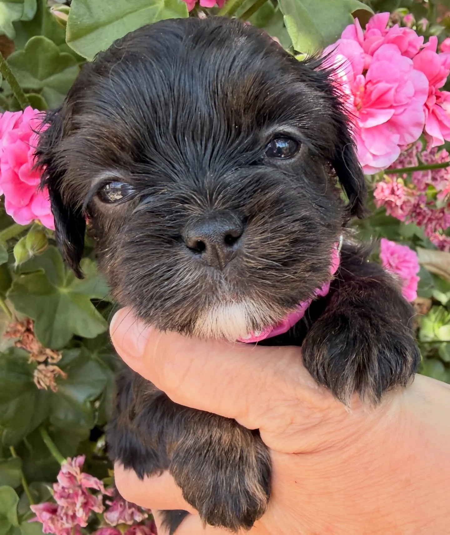 Dash, female cavamaltipoo.