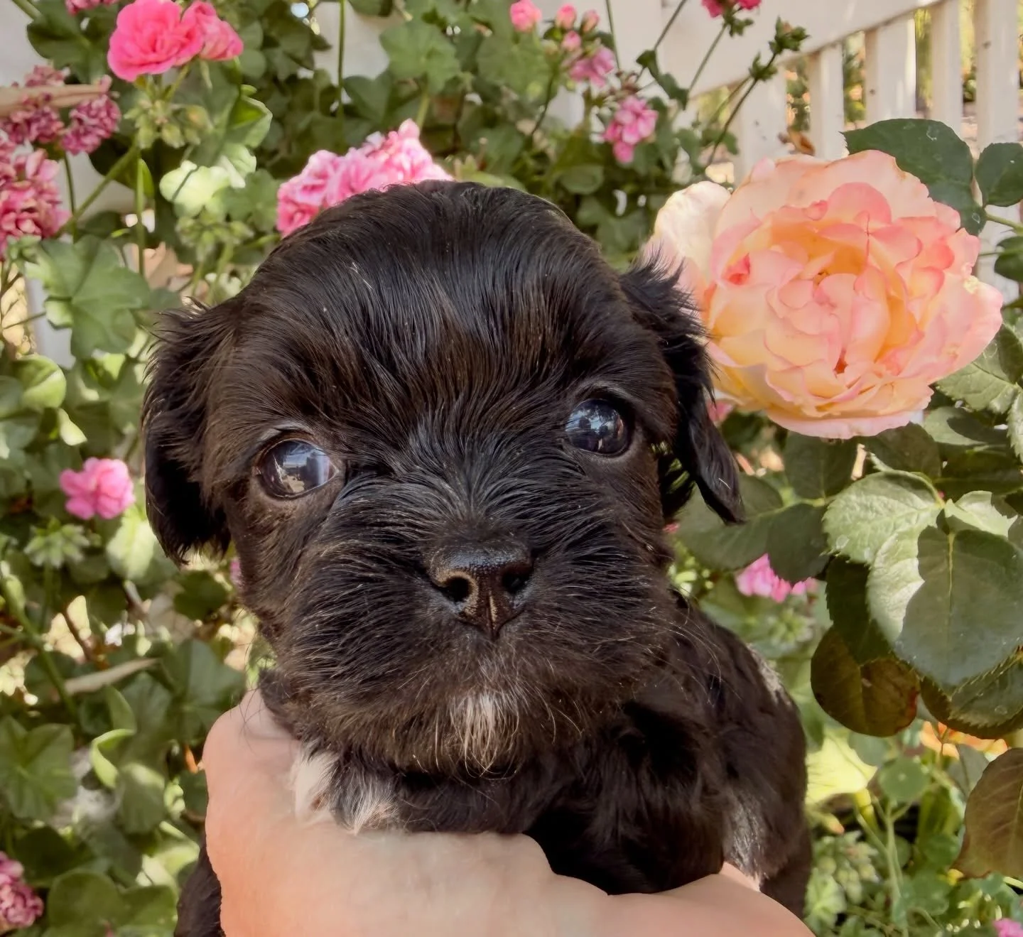 Sway, female cavamaltipoo, will be 8 weeks old late April.