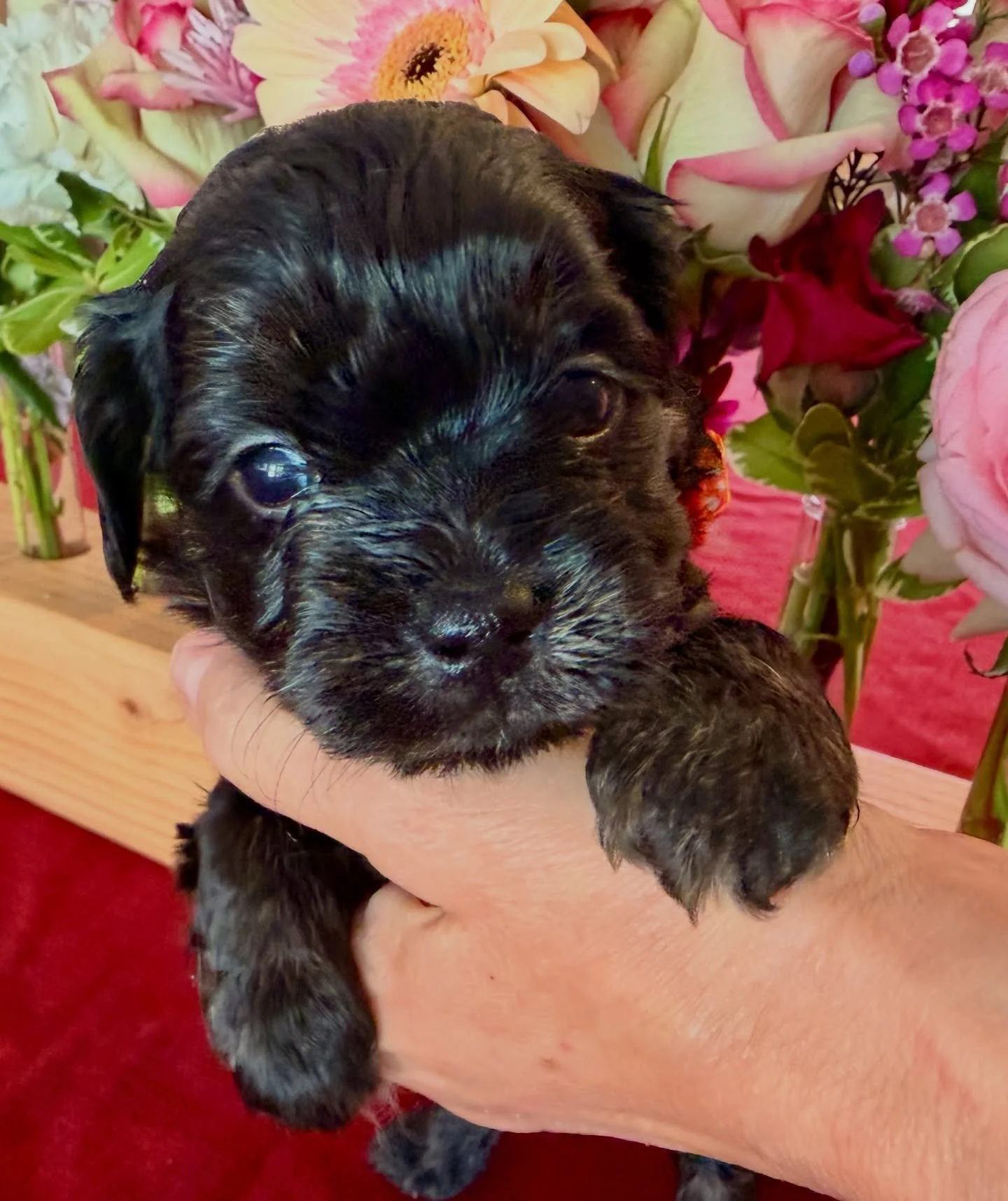 Cruz, male cavamaltipoo.