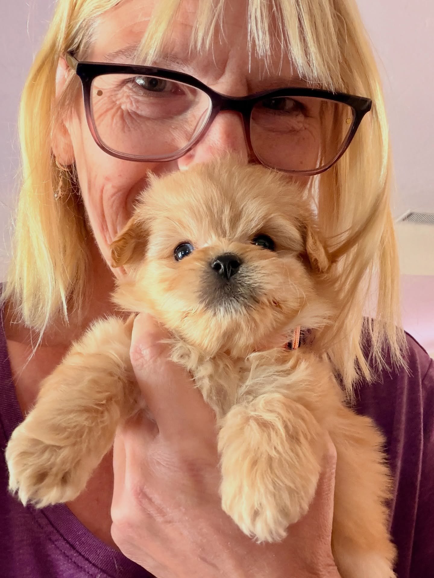 Tiny teddy bear Corduroy is suuuuper adorable! Somebody save me from myself, I&rsquo;m falling in love. Cava-pom-a-poo (50% pomeranian, 40% toy poodle, 10% cavalier).