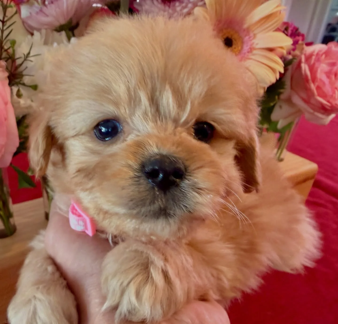 Honey bear, female cavapomapoo.