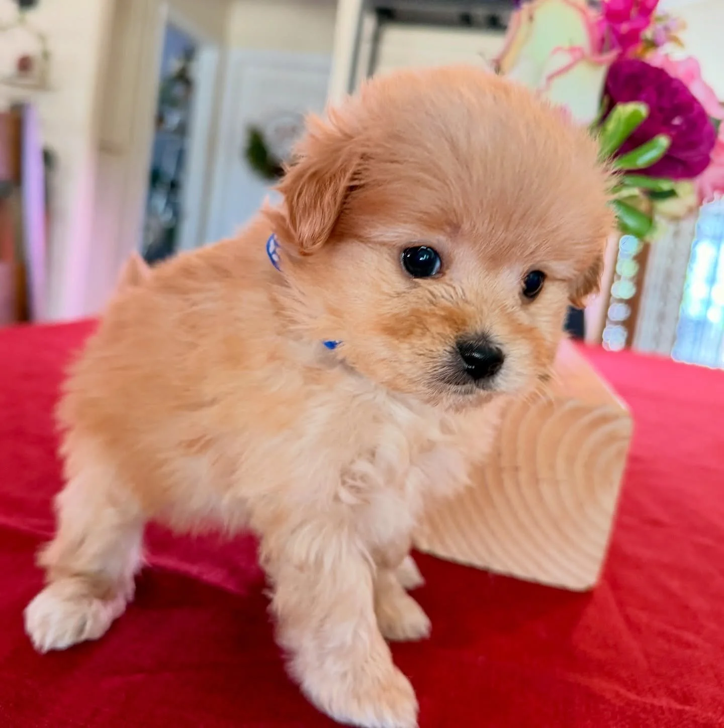 Paddington, male cavapomapoo. Small guy.