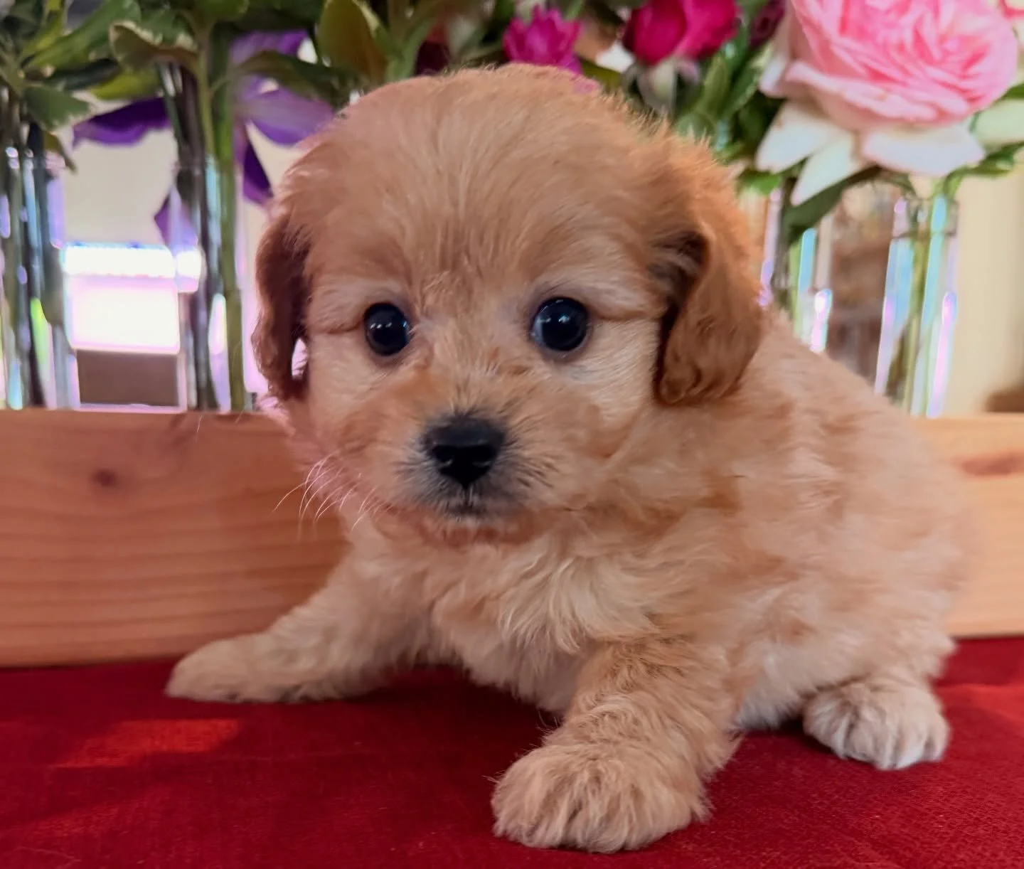 Winnie, female cava-pom-a-poo. Very capable and confident. Just a solid girl.