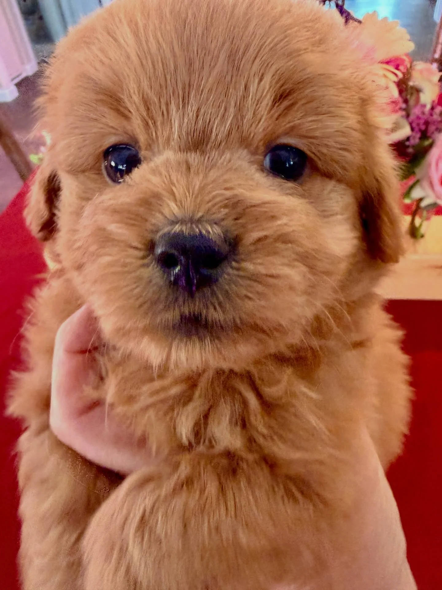 Fozzie Bear, male cavapomapoo. Spoken for.