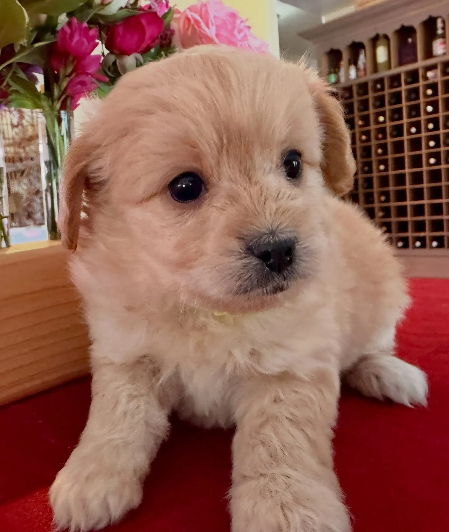 Teddy Ruxpin is magically calm. I feel calmed when I hold him and I am a calm person. 🥰 This boy will make an excellent therapy dog. Cav-a-pom-a-poo.