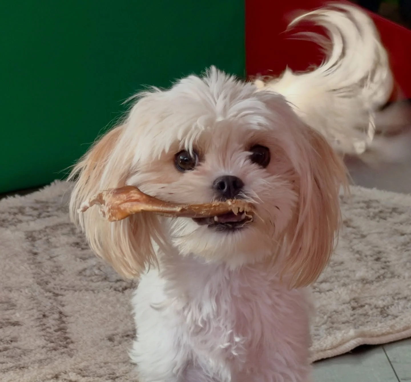 Tabitha, little cavamalt momma of Cupid, Arrow and Heartley who will all go to their furever homes mid April.