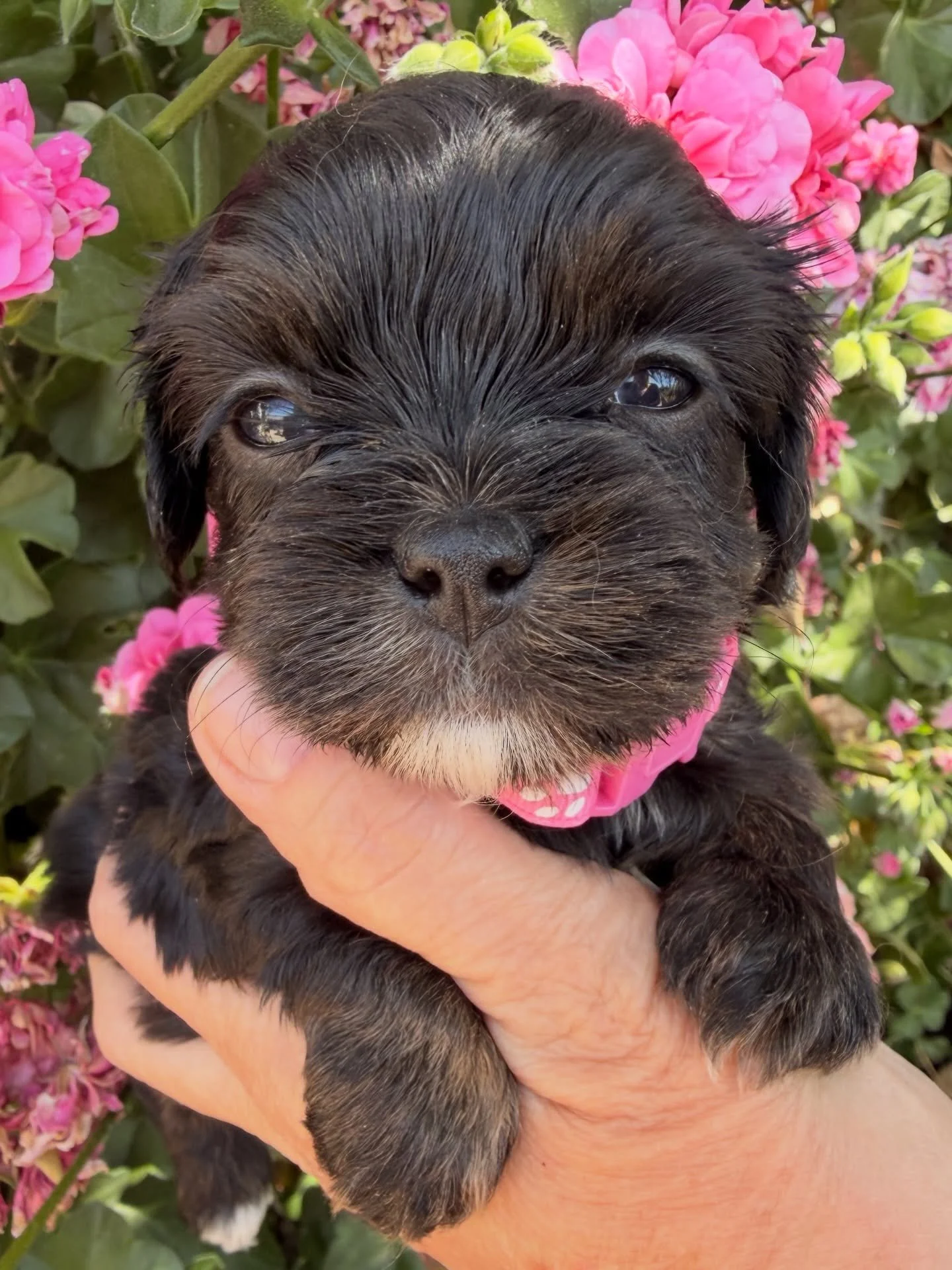 Dash, sweet cavamaltipoo tricolor girl with back white toes that give her a little boost of energy, hence the name Dash. 💖 this stylish girl wears a pink collar and loves to cuddle whether with people or in the puppy cuddle puddle