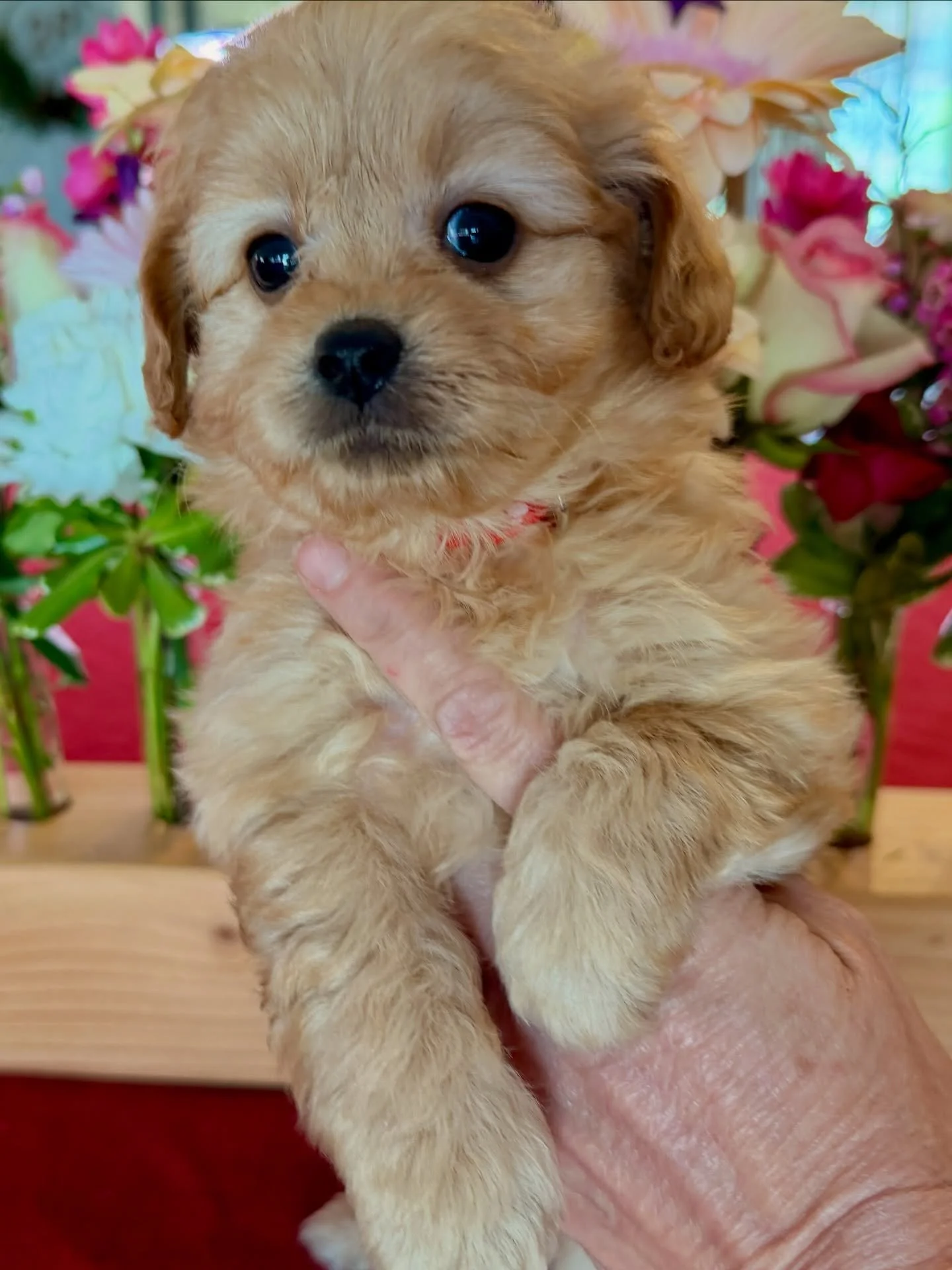 Winnie, female cavapomapoo. Solidly confident and calm girl. Should be easy to train as she&rsquo;ll be up for anything. Super adaptable. Cava-poma-poo. 40% hypoallergenic. Same ratio as our cavapoos. Fine for someone with a milder to moderate allerg