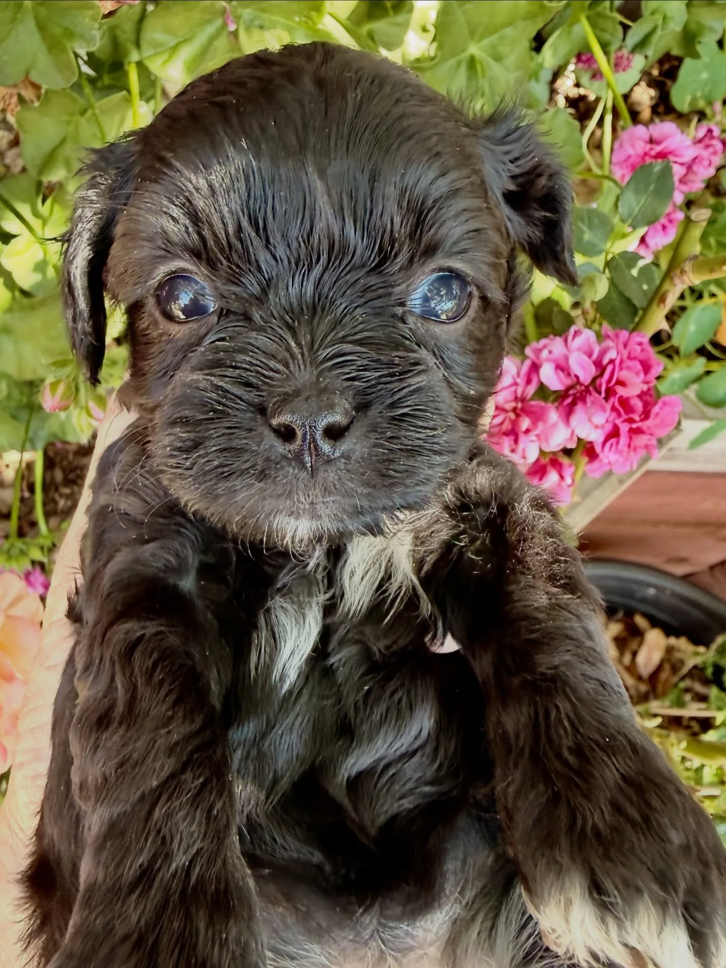 Our little black and white cavamalt girl Sway (3 paws with white toes, hence the same Sway). Has a great white bib, super easygoing and adaptable. Loves to cuddle. Should be easy to train. 37% cavalier and the rest hypoallergenic maltese and toy pood