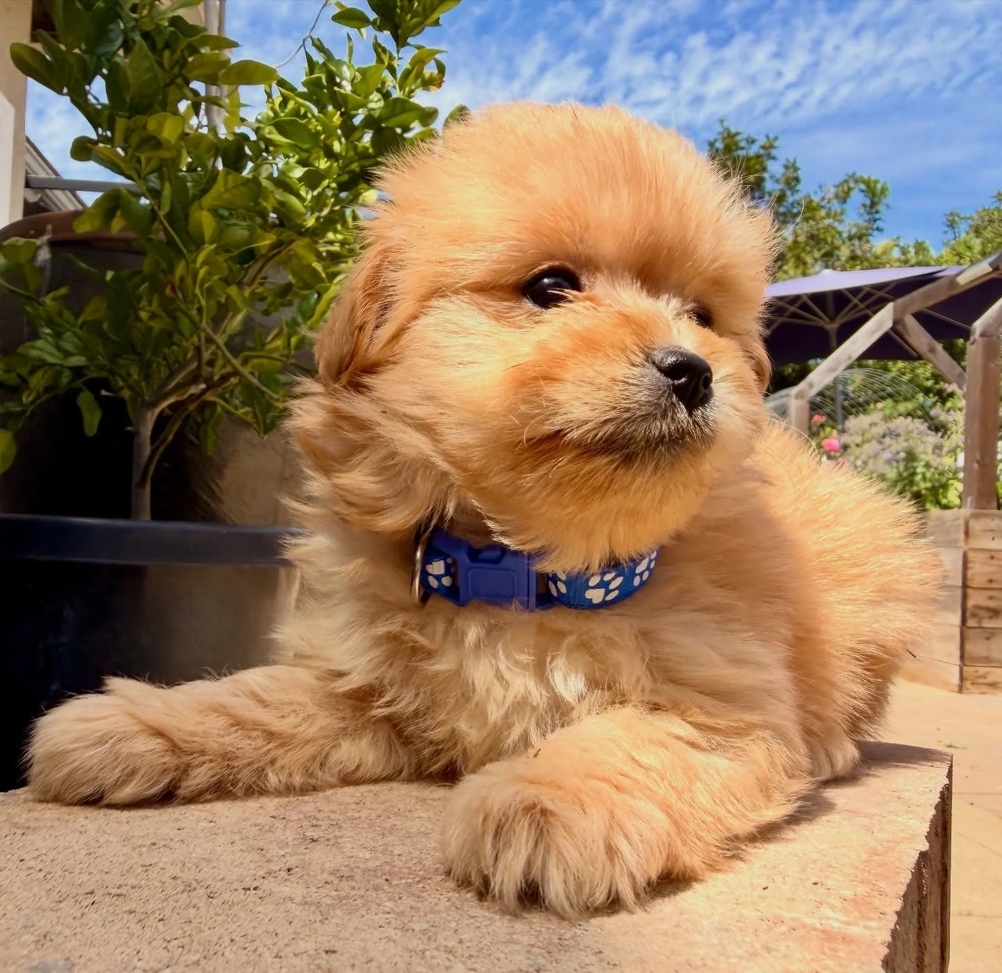 Paddington Bear, likely to be in the 8-10 pound range. Super sweet and cuddly. Will want to just be with his people and go along. He&rsquo;ll be up for any family activity. 6 weeks old.