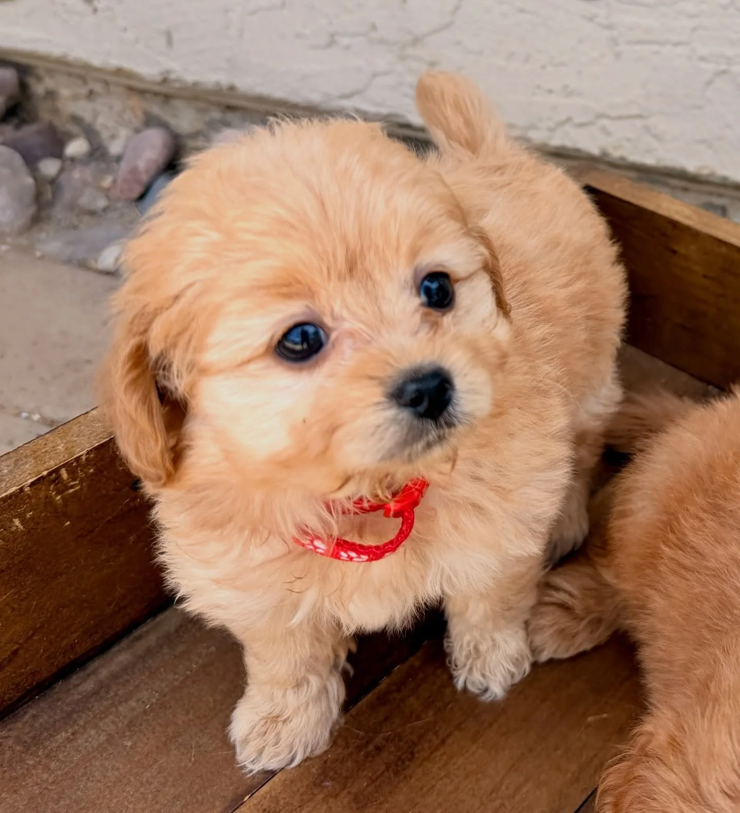 Winnie is one of two cavapomapoo girls. Red collar. She is calmly confident, without an ounce of timidity in her. Super adaptable. Will be ready for anything and will be an excellent go-along companion for a busy family.