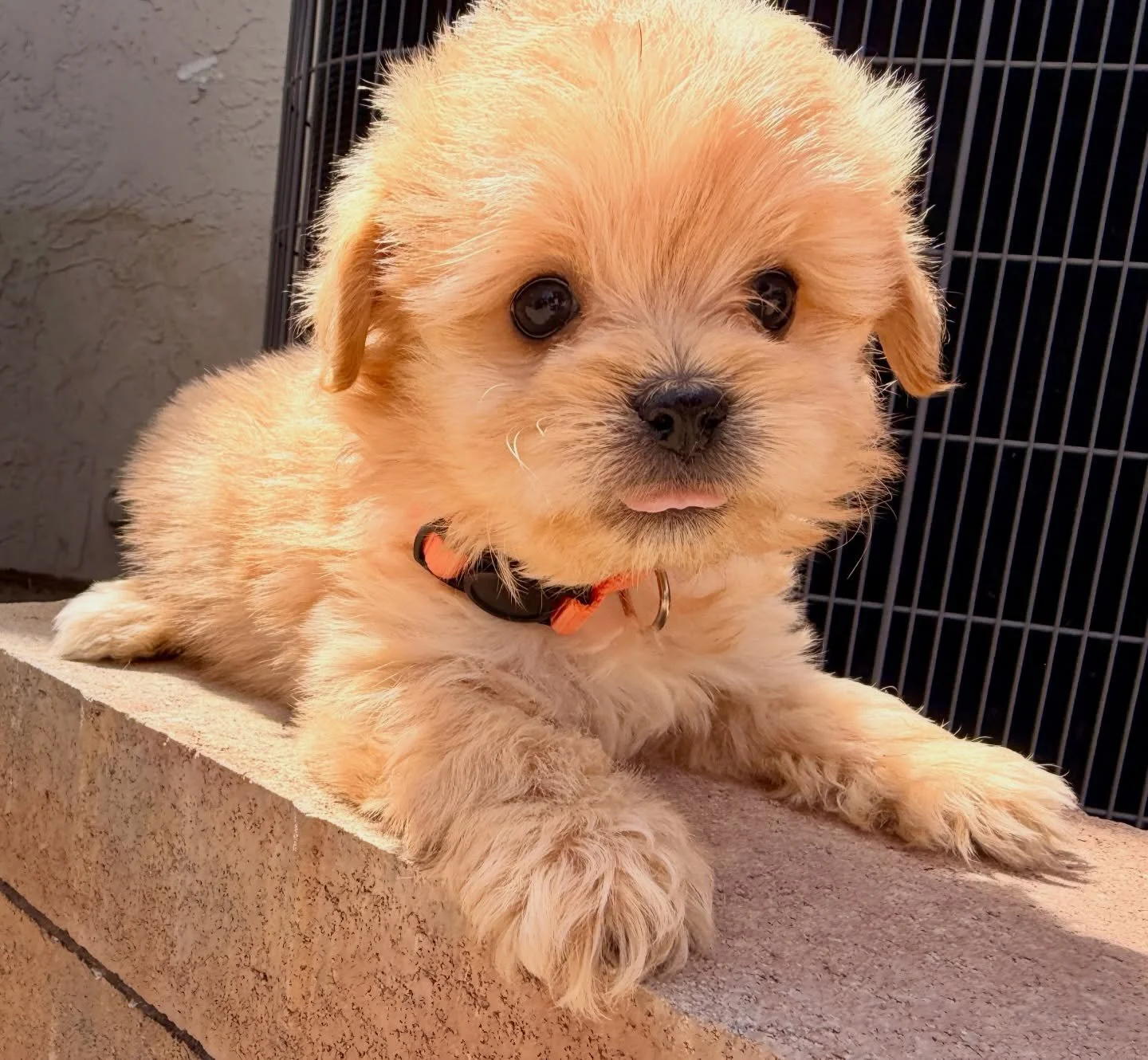 Corduroy, the smallest of the Teddy Bears. He will likely be in the 8-10 pound range. Maybe 7. Cava-poma-poo. Absolutely loves sitting in my arms, explores with confidence but is not boisterously confident. 6 weeks old now.