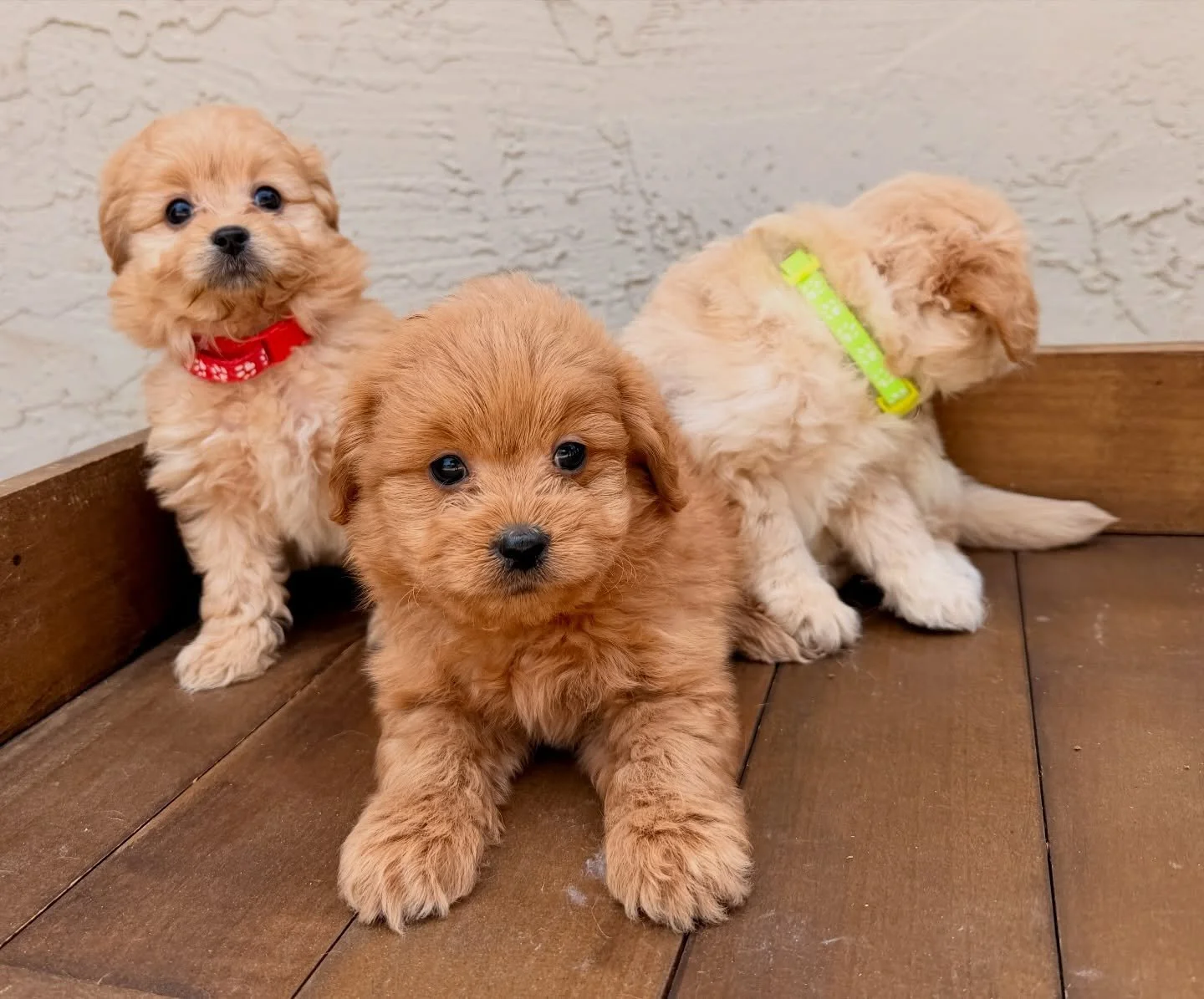 Some of the cava-poma-poos. Waiting for someone to choose them.