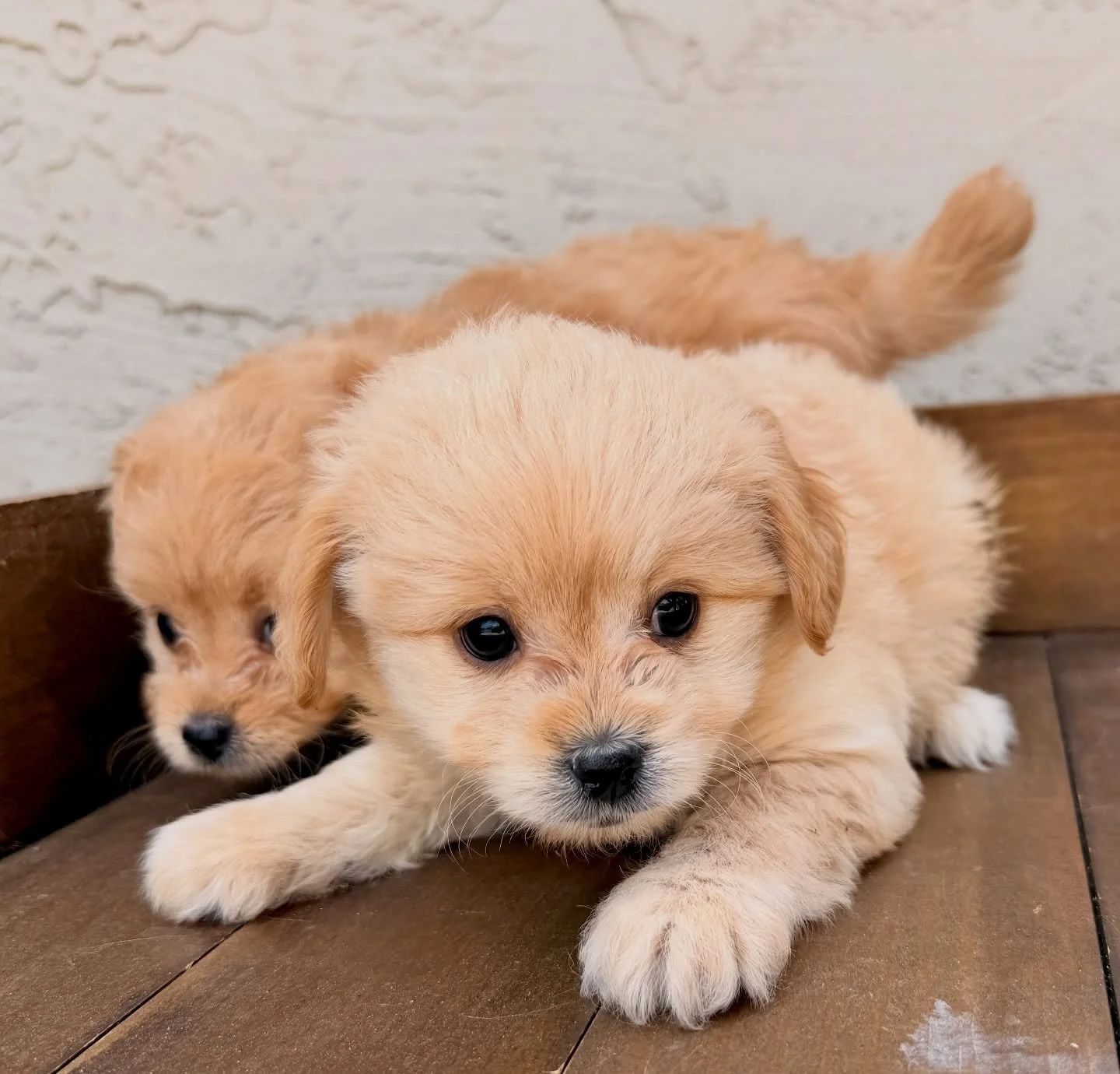 Teddy Ruxpin, therapy dog extraordinnaire. The largest of the bunch, will likely be 9-12 pounds fully grown. Sooo calm and magically calming.