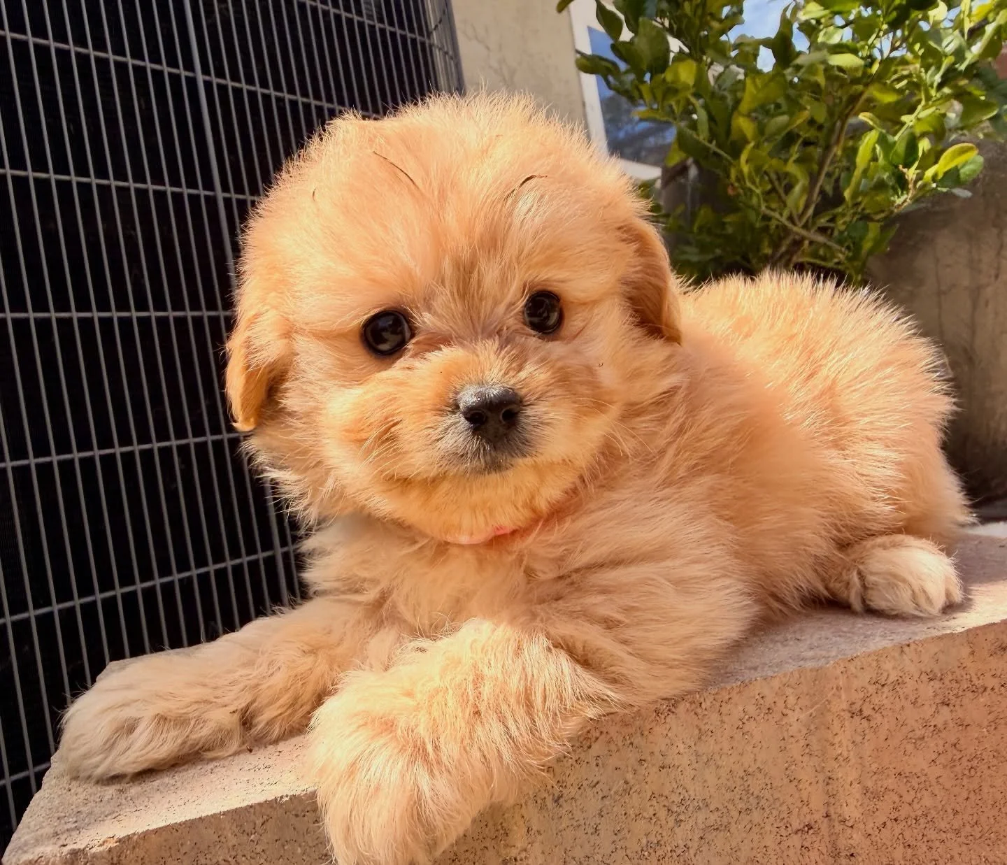 Honey, sweet confident little explorer. She will adapt to any situation. Loves to cuddle. 💖