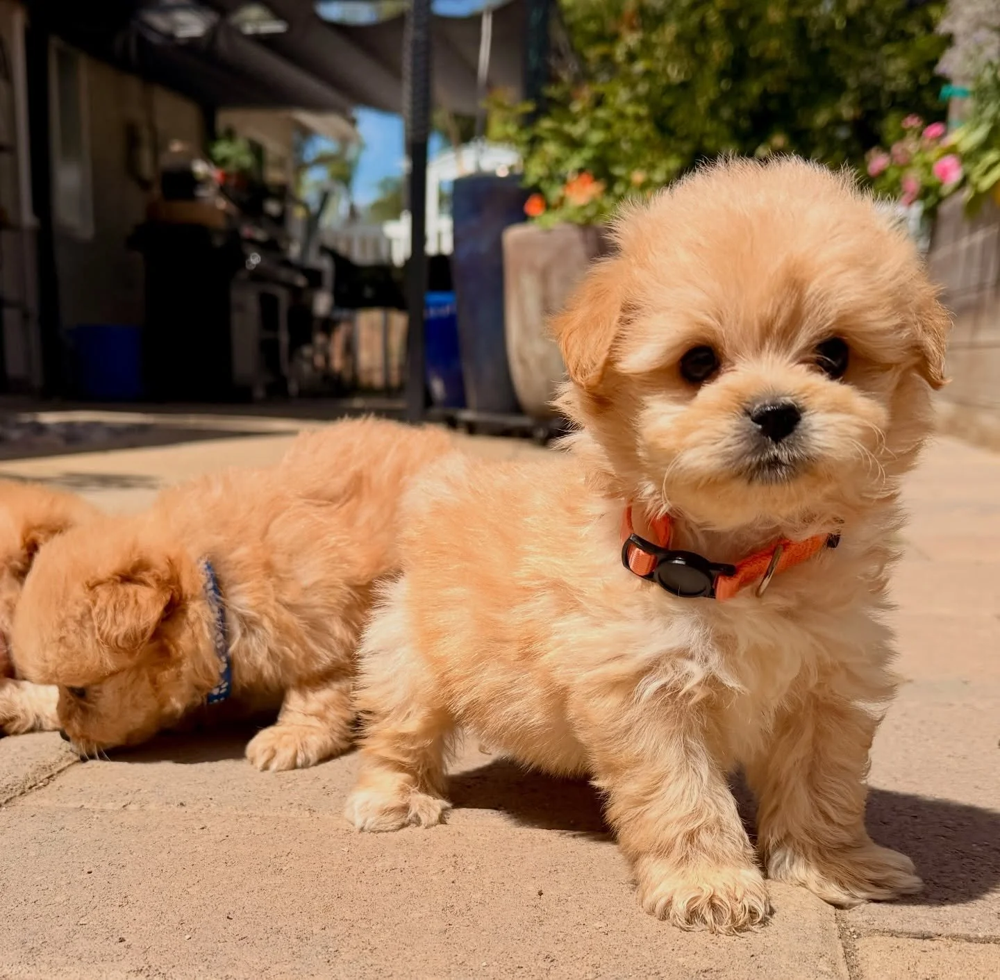 Corduroy in the orange collar, little guy.