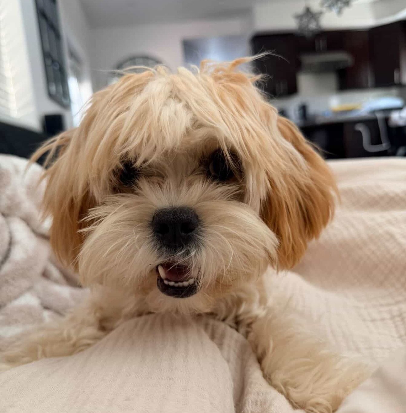 Hank, formerly Escamillo from Carmen and Mac Daddy. Thank you, ErinPerry for the share